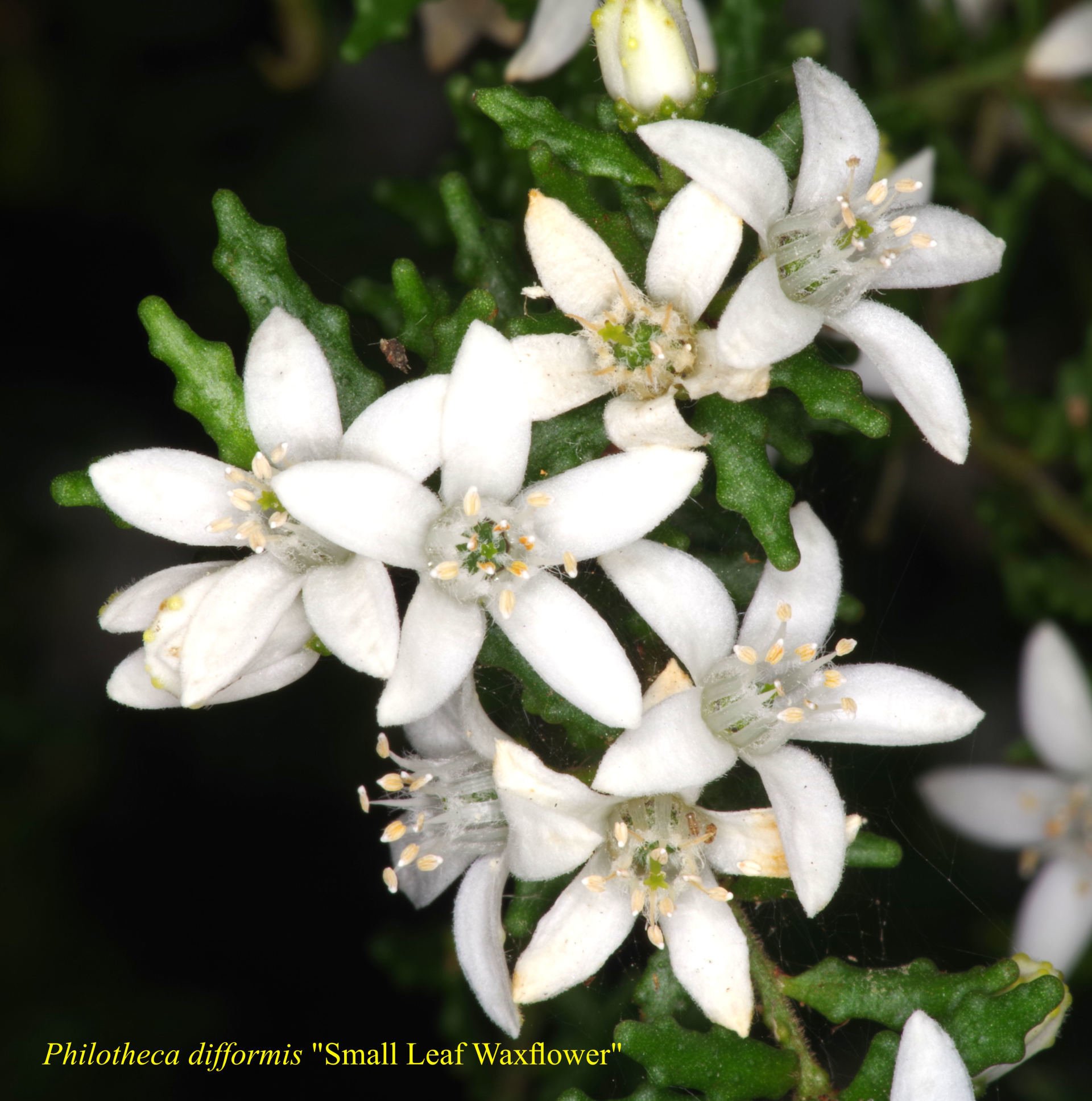 Philotheca Difformis