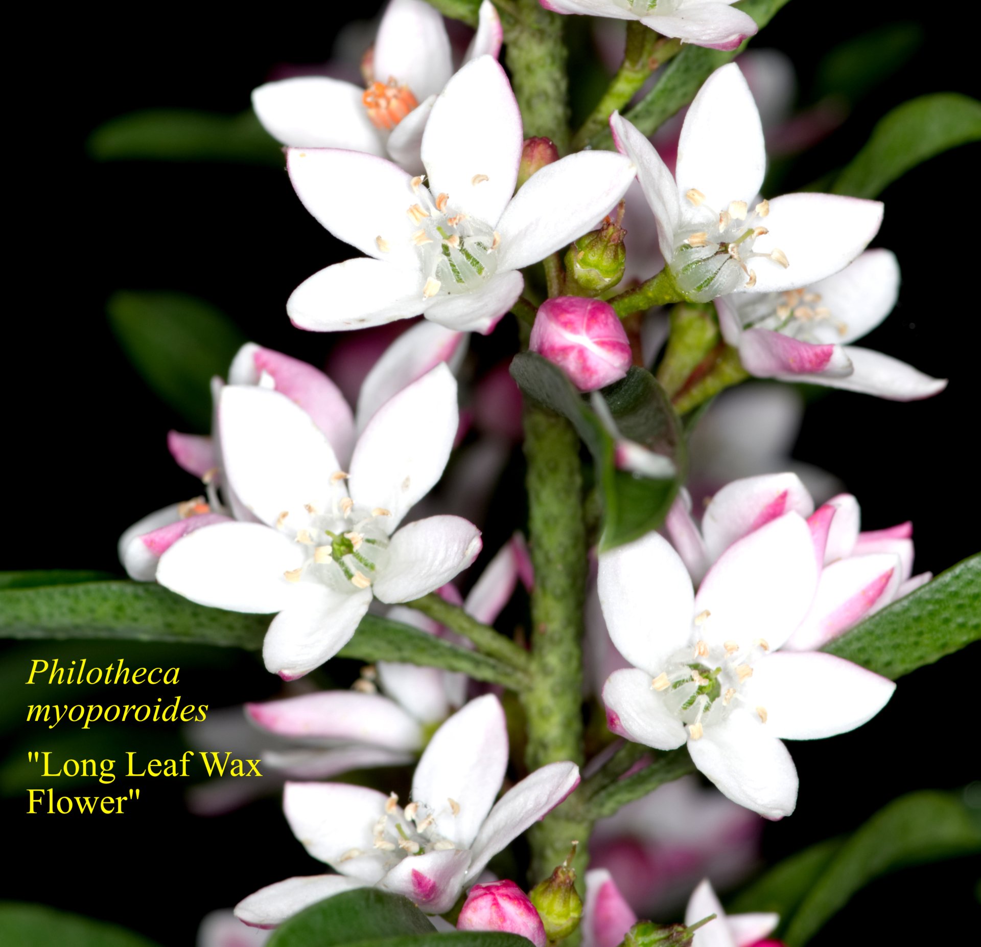 Philotheca Myoporoides