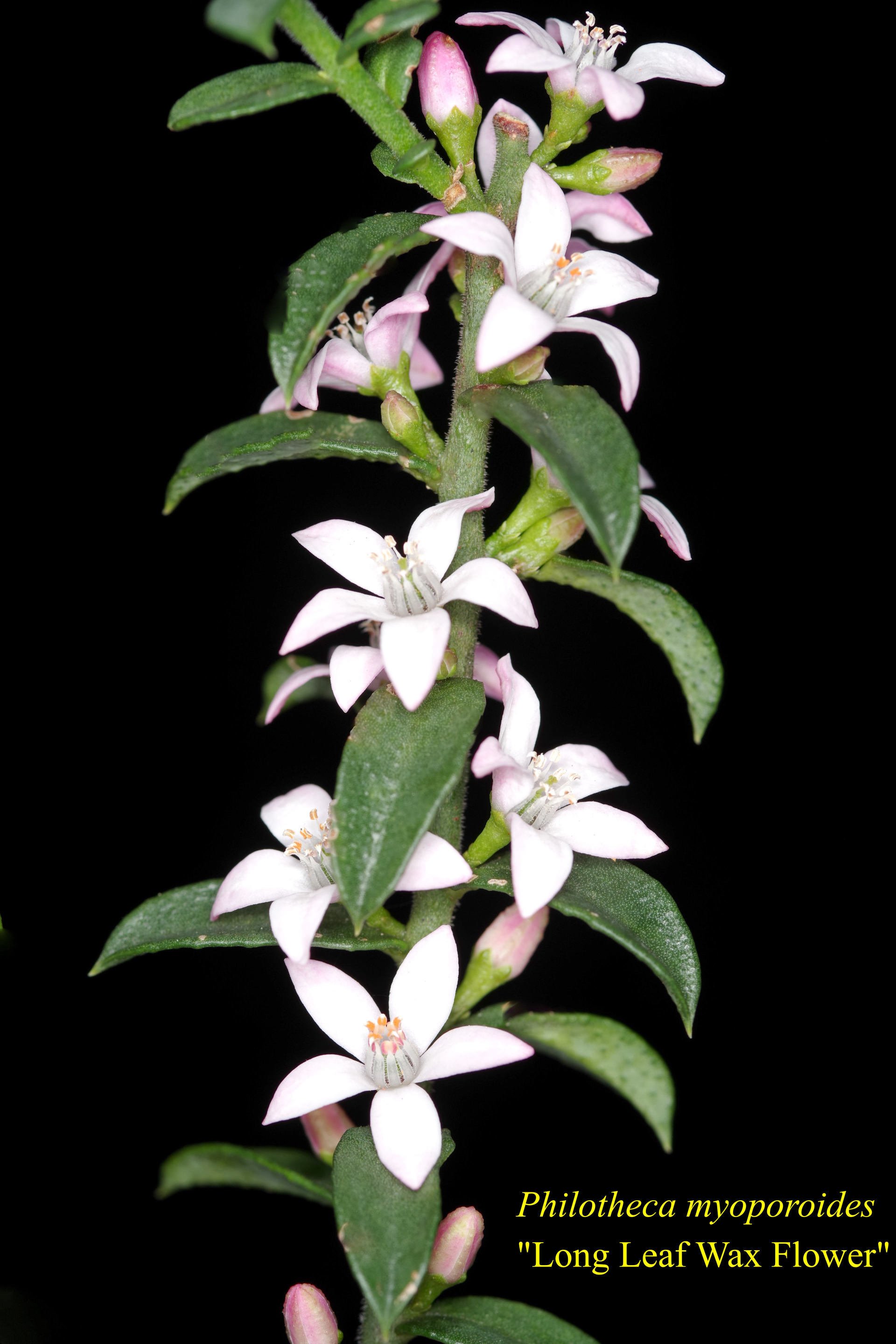 Philotheca Myoporoides