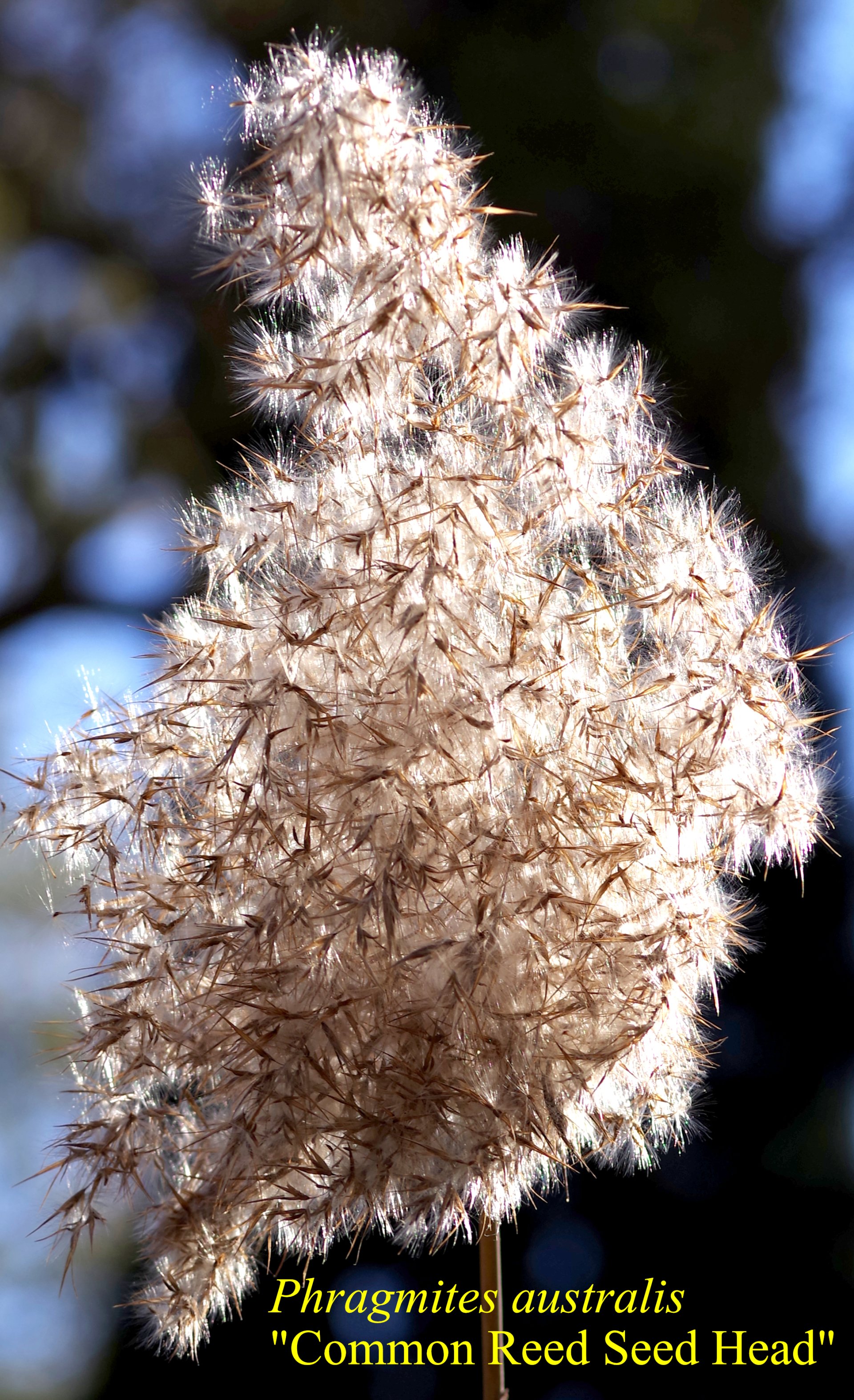 Phragmites Australis