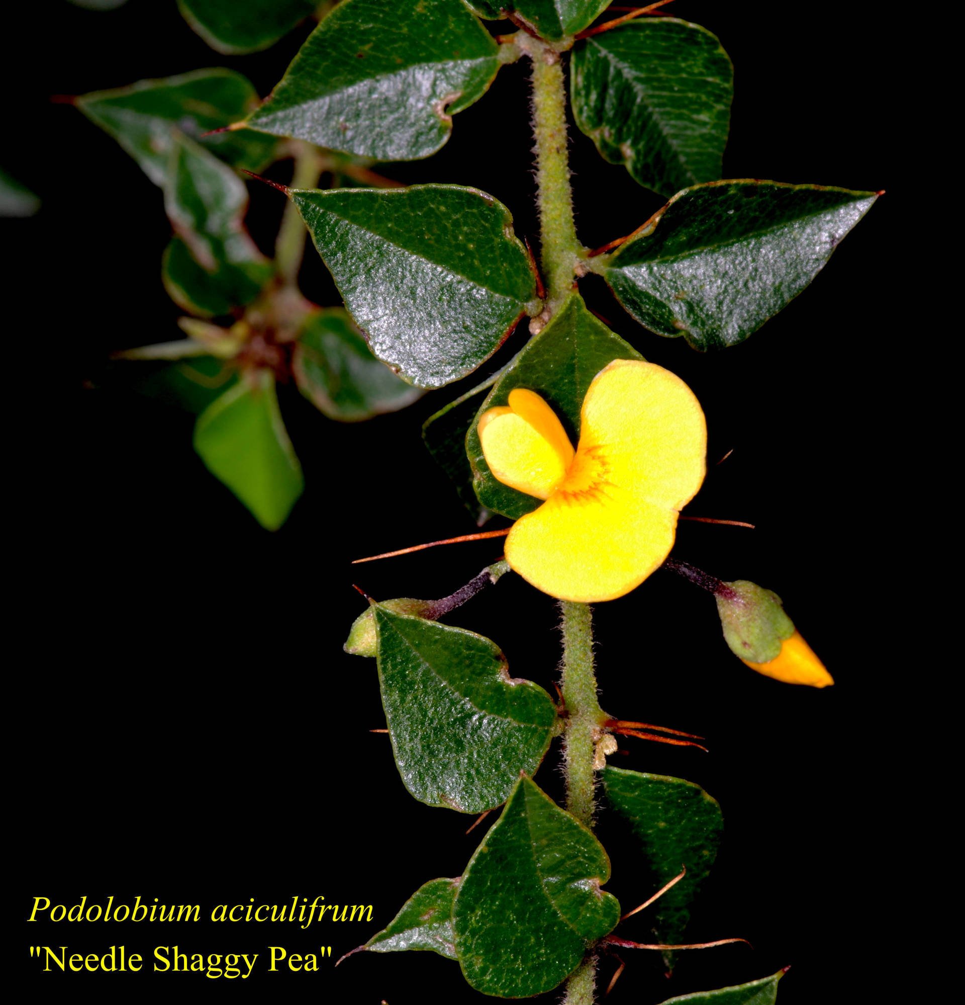 Podolobium Aciculiferum