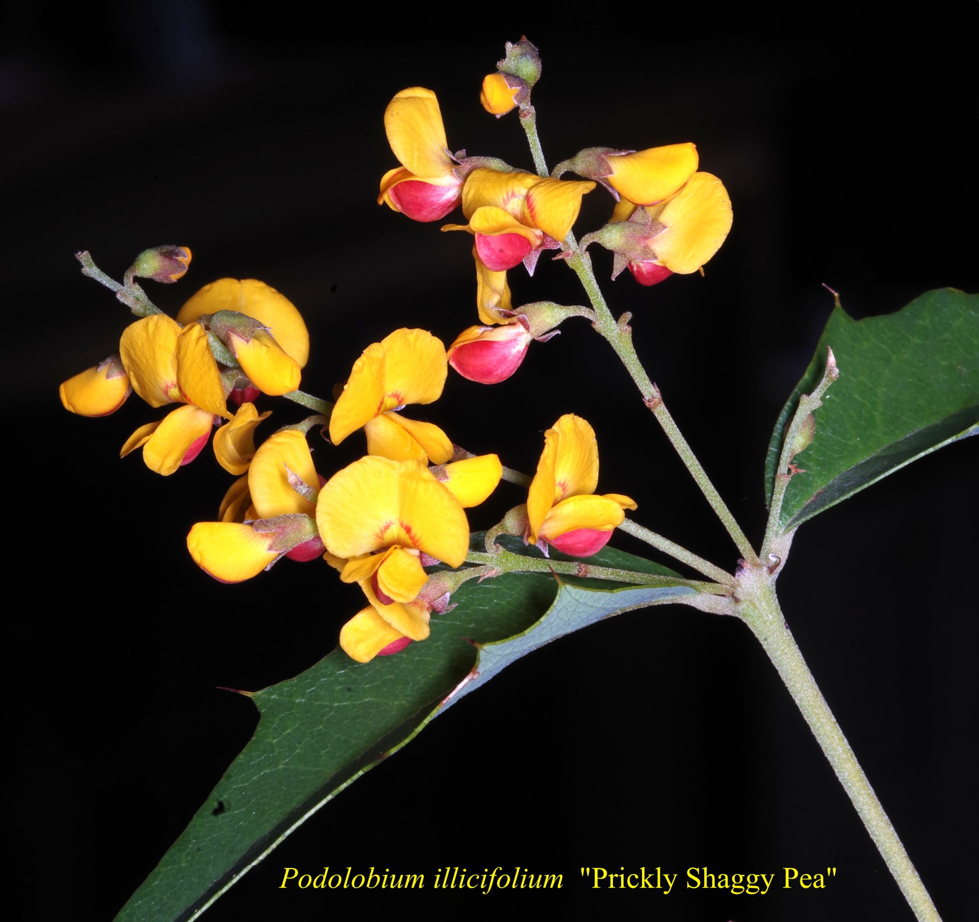 Podolobium Aciculiferum