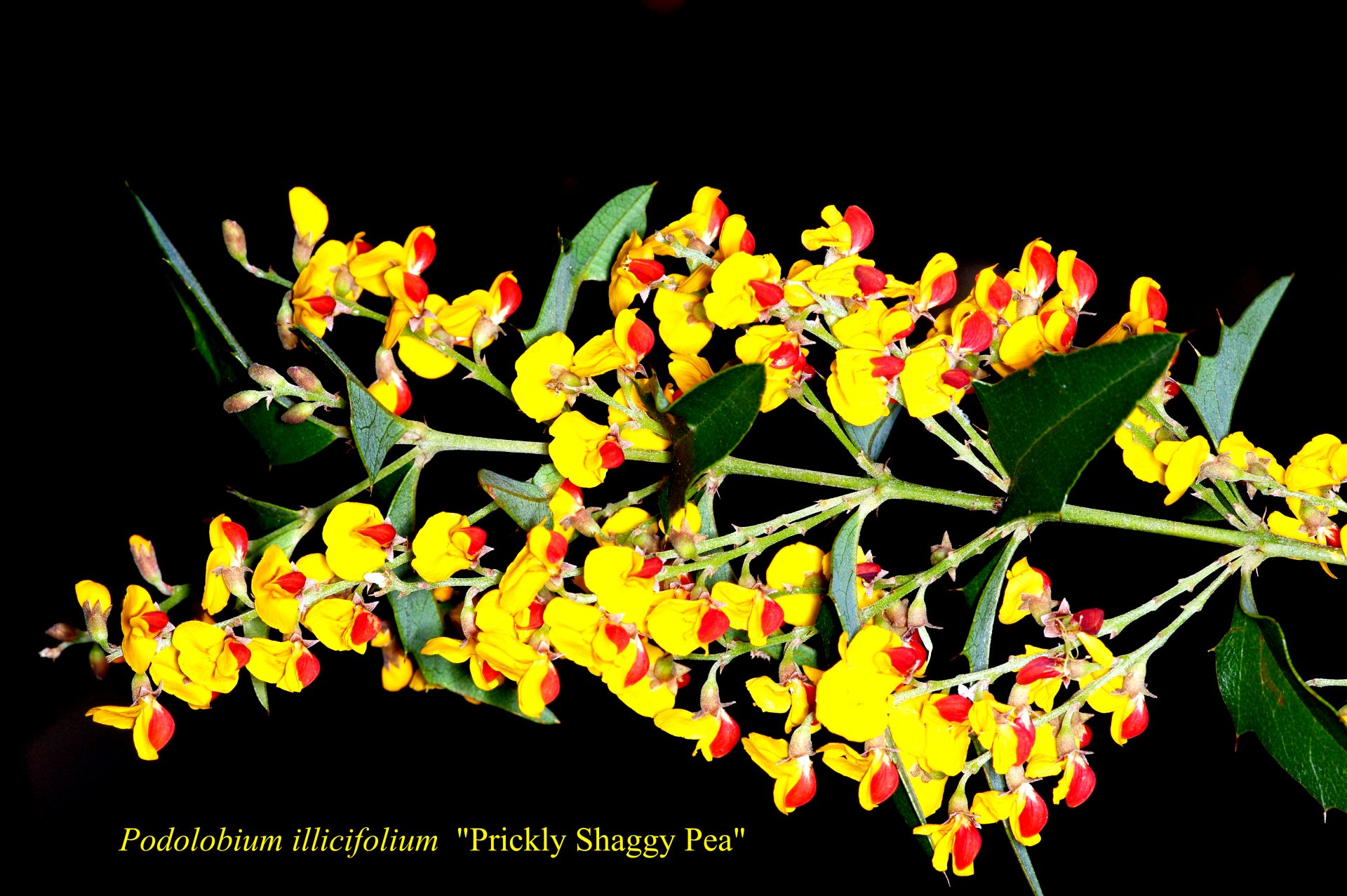 Podolobium Aciculiferum