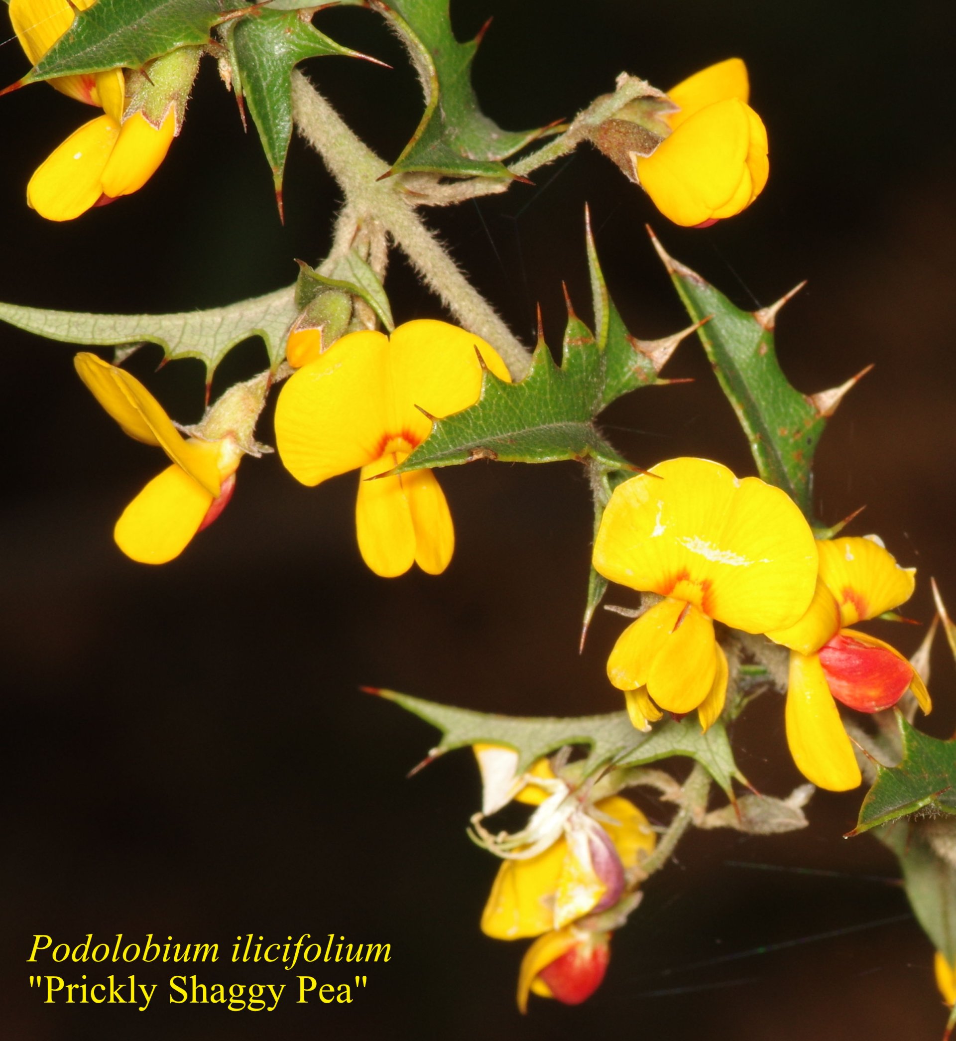 Podolobium Aciculiferum