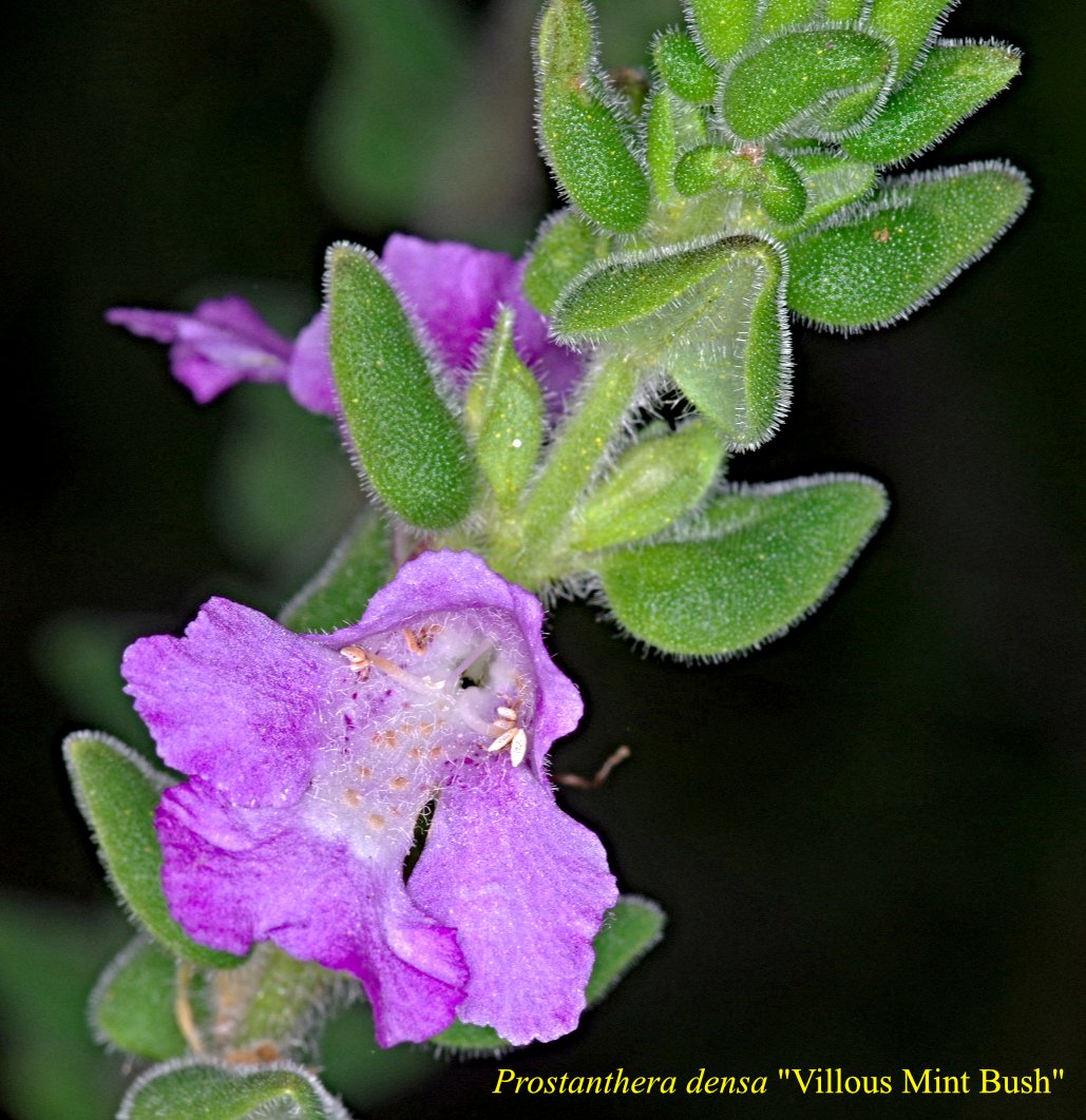 PPodolobium Aciculiferum
