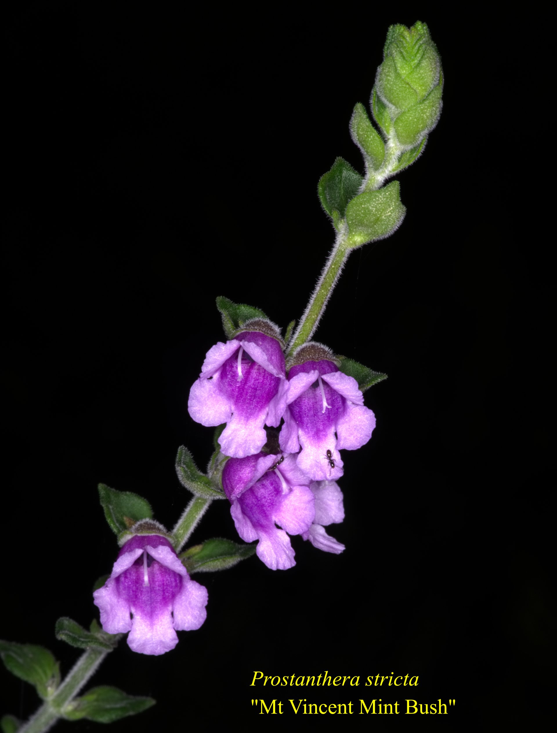 Podolobium Aciculiferum