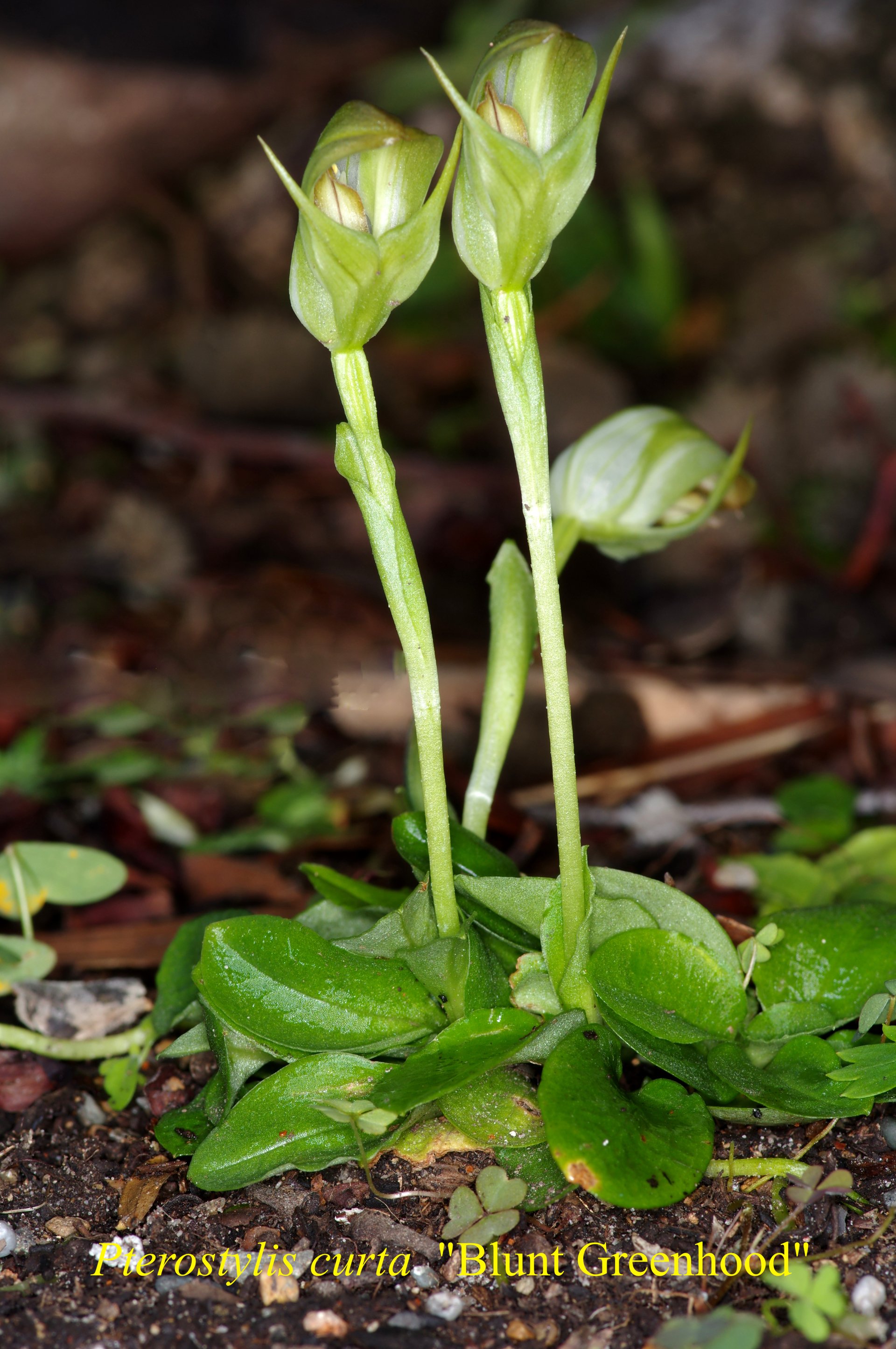 Pterostylis Curta