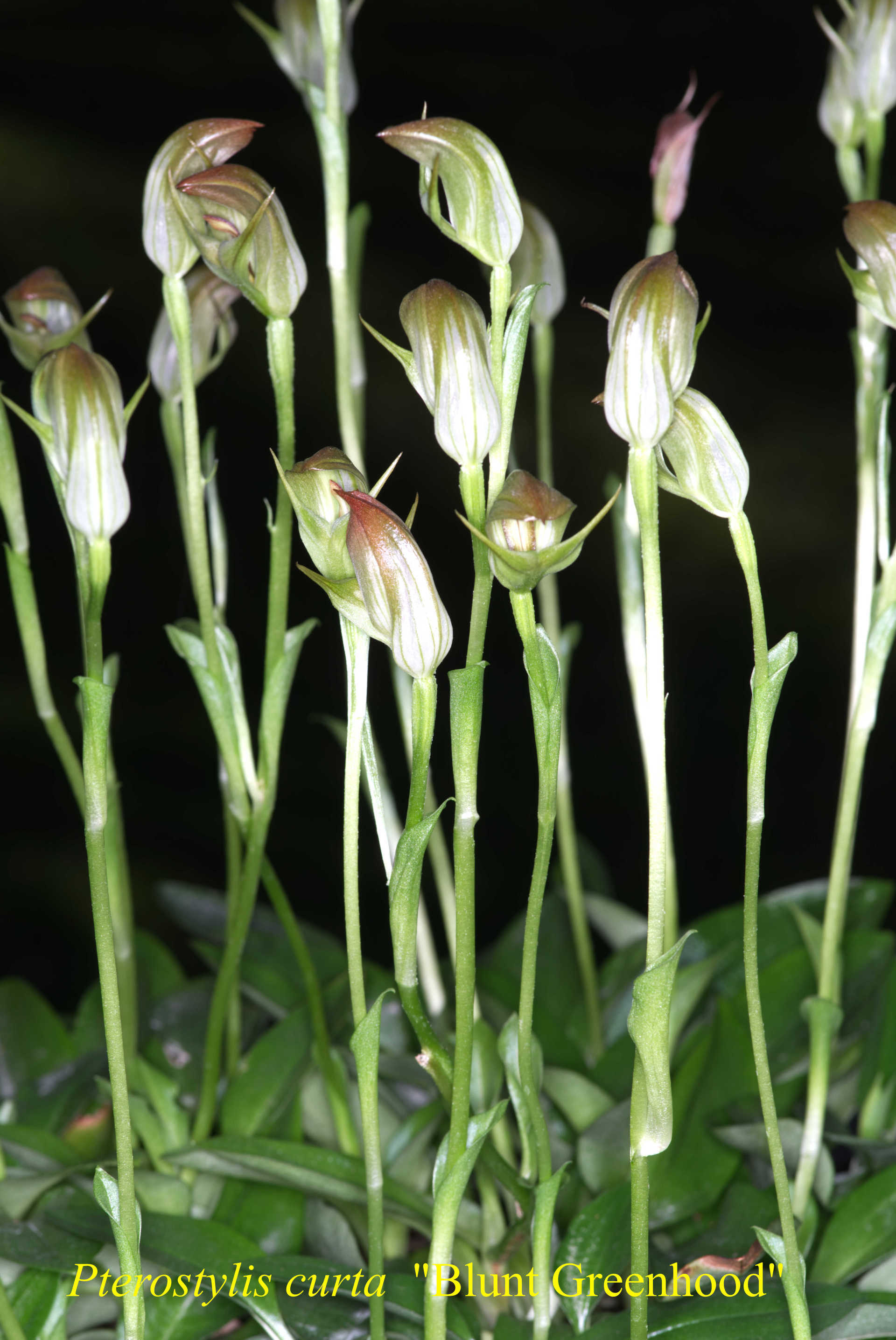 Terostylis Curta