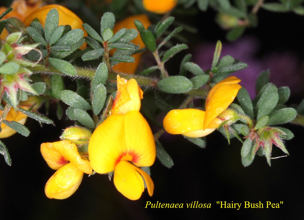 Pultenaea Villosa