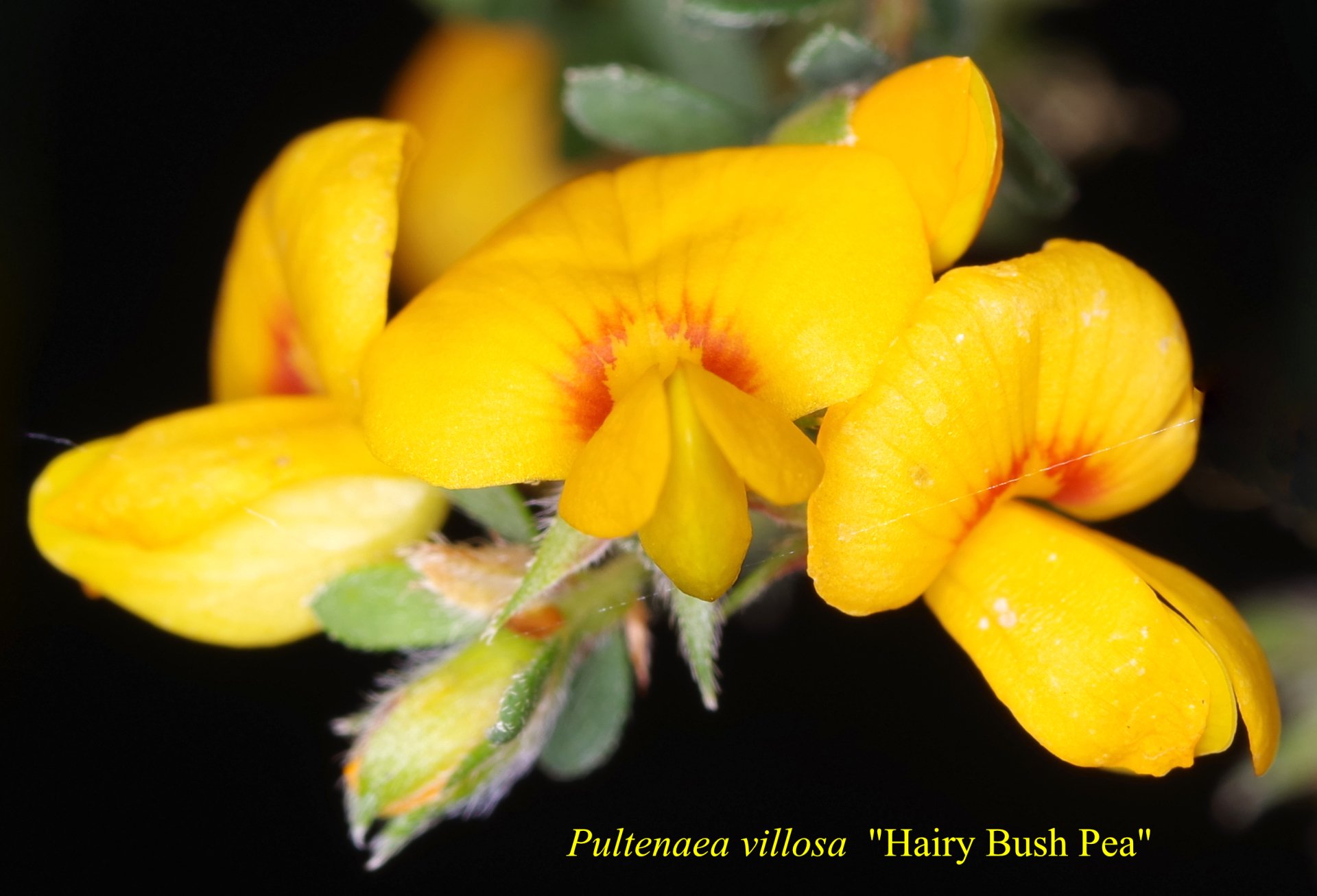 Pultenaea Villosa