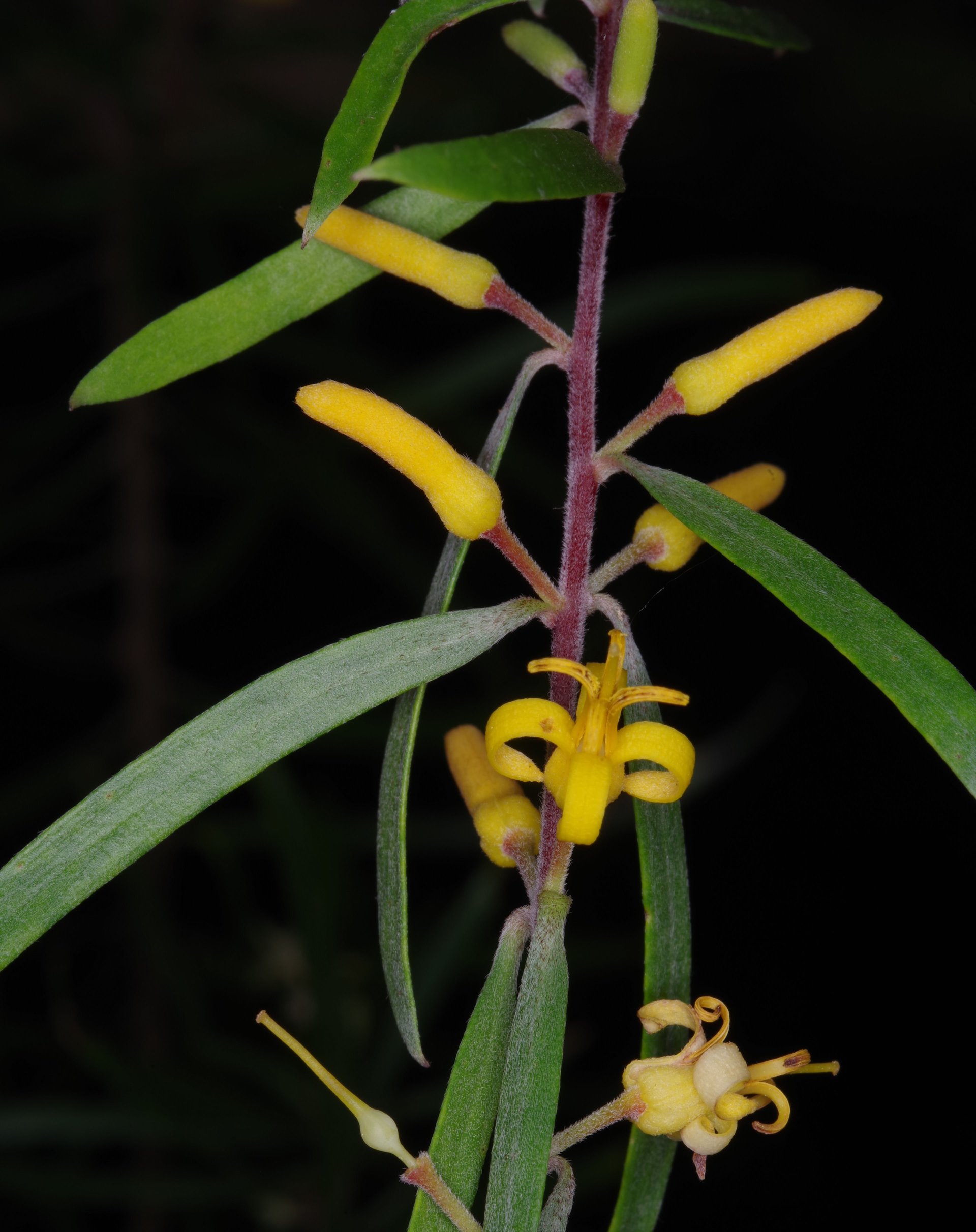 Huntlee Persoonia