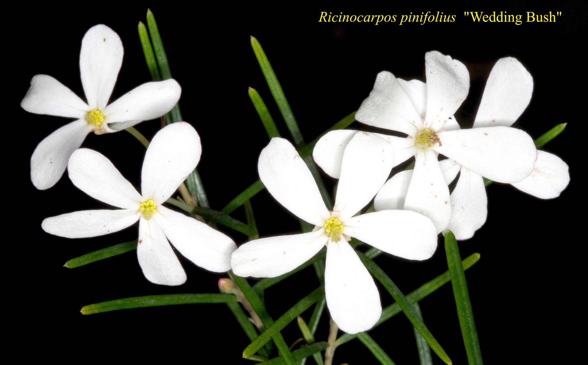 Ricinocarpus Pinifolia