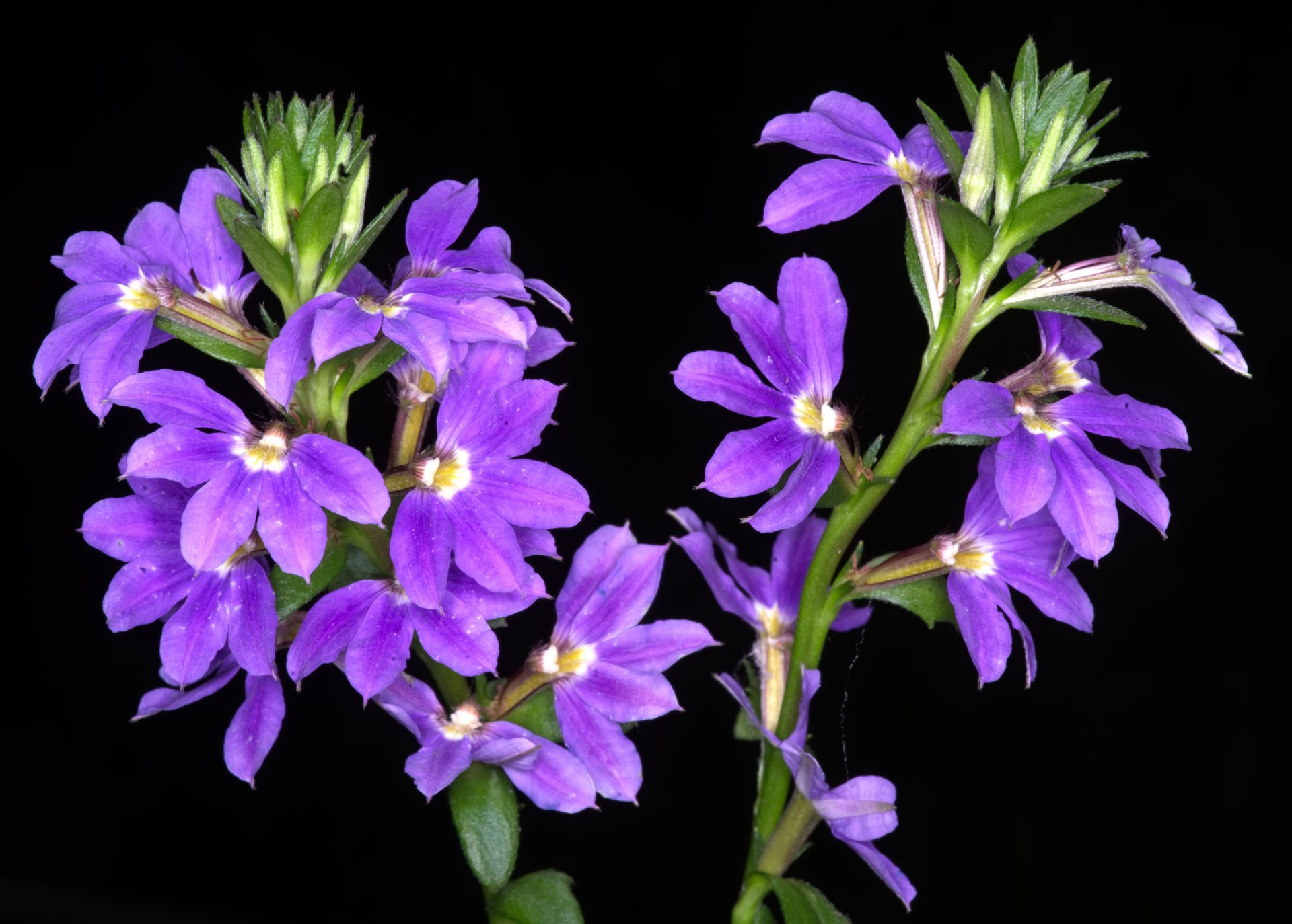 Ricinocarpus Pinifolia