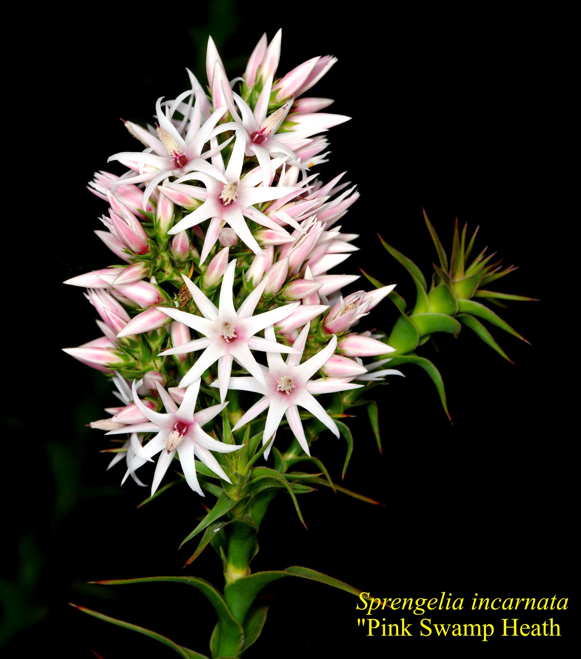 Ricinocarpus Pinifolia