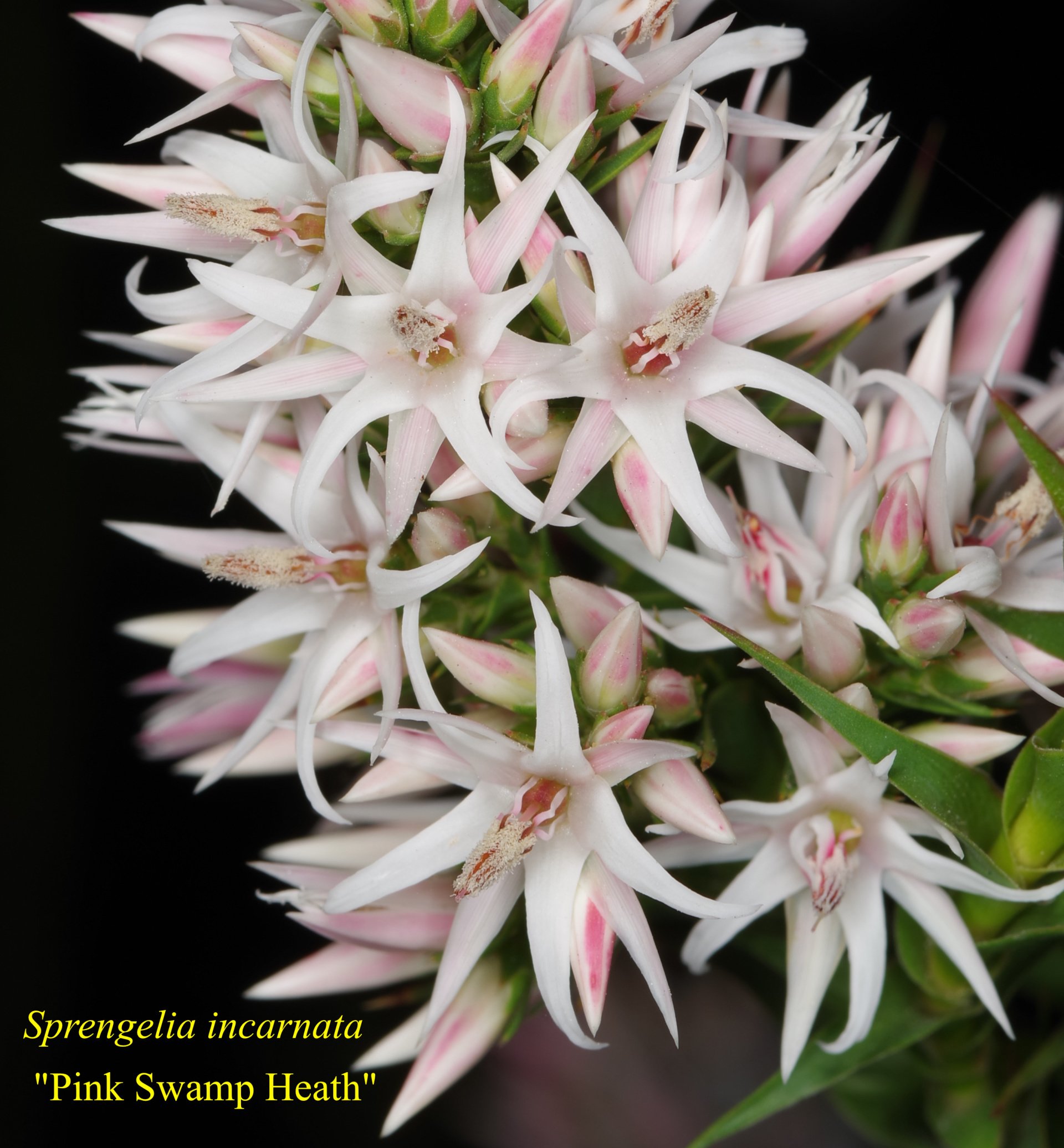 Sprengelia Incarnata