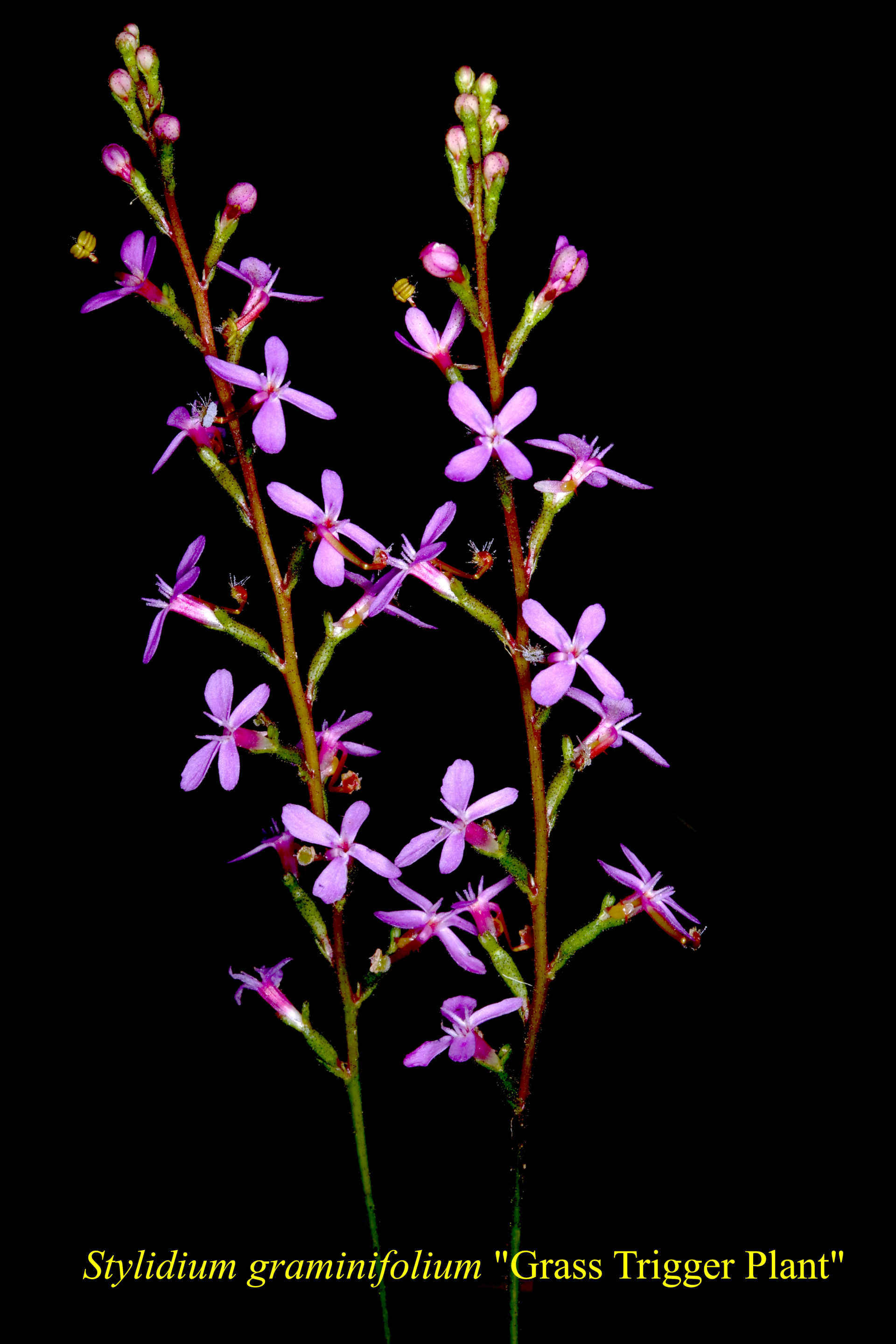 Stylidium Gramminifolia