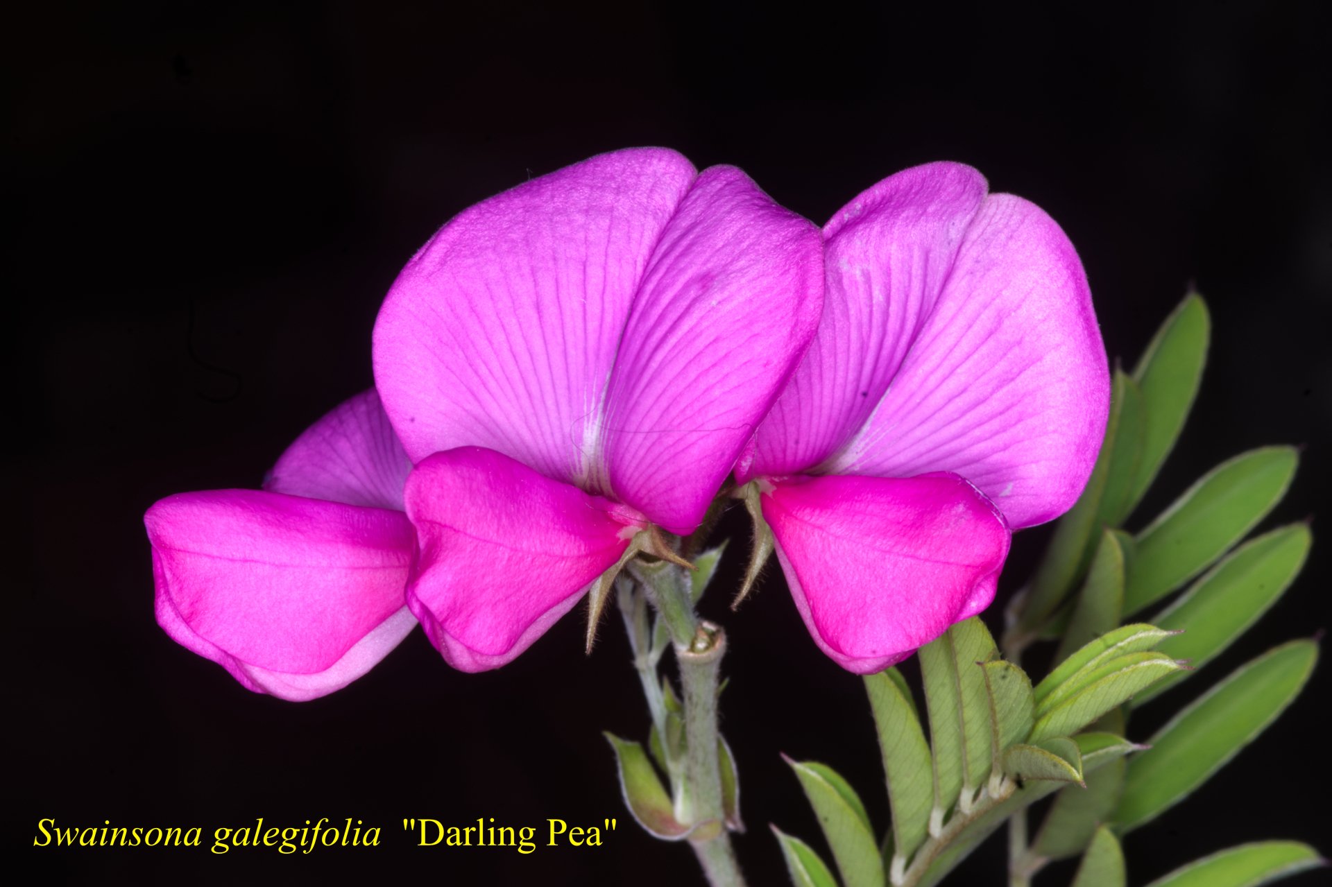 Swainsona Galegifolia