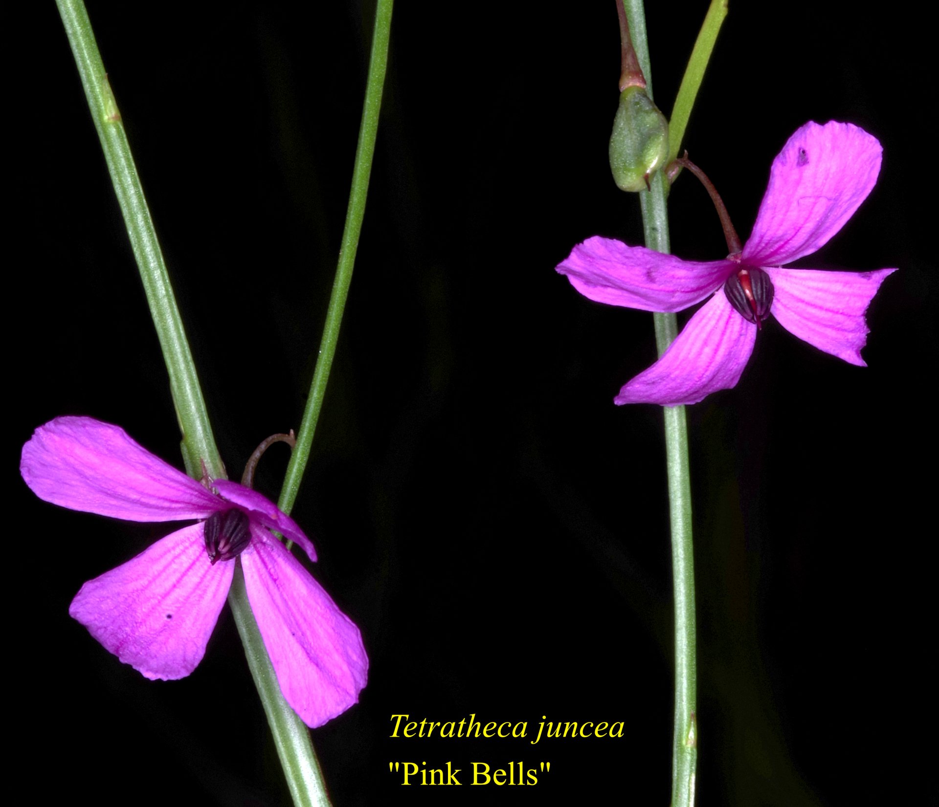 Tetratheca Juncea