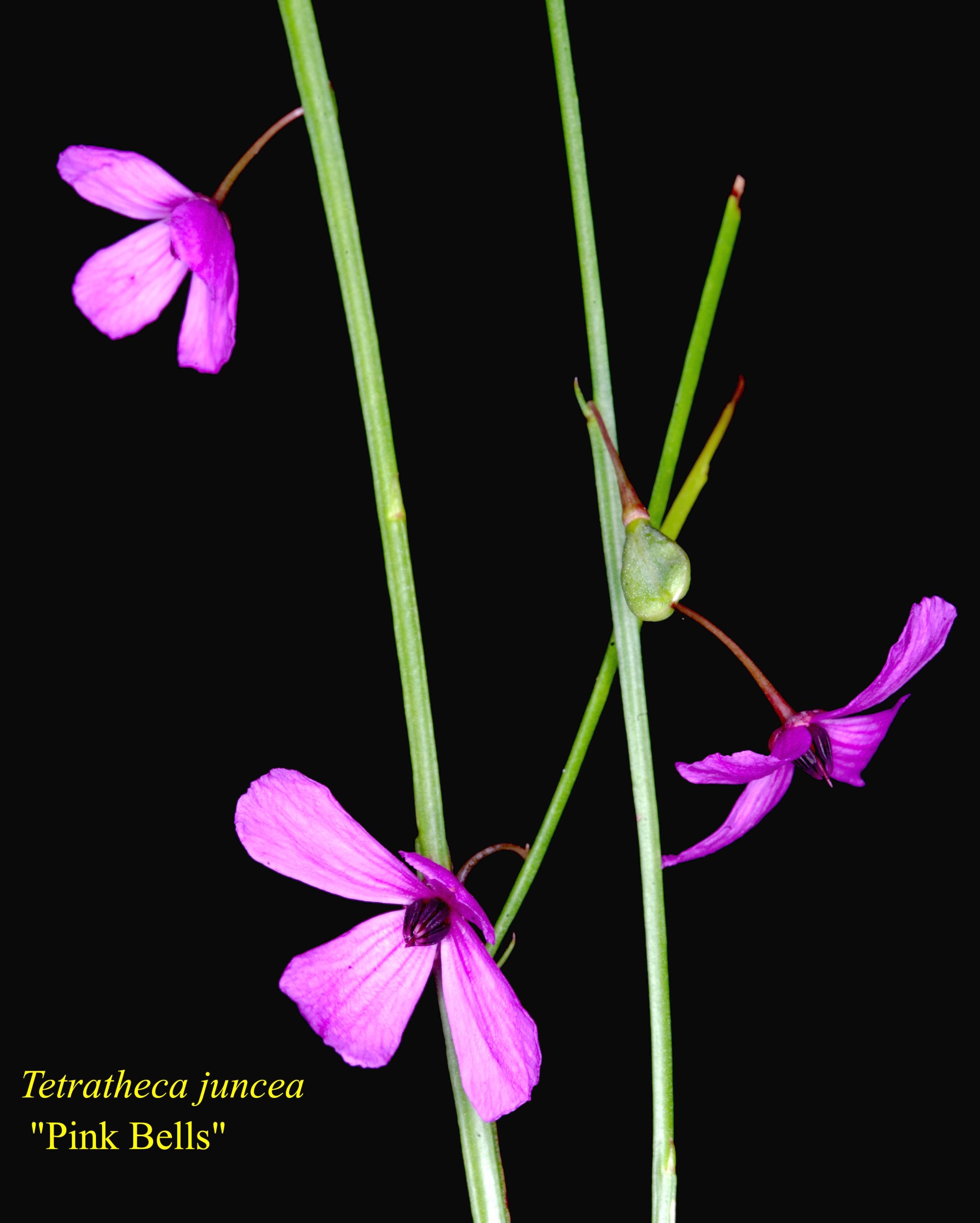 Tetratheca Juncea