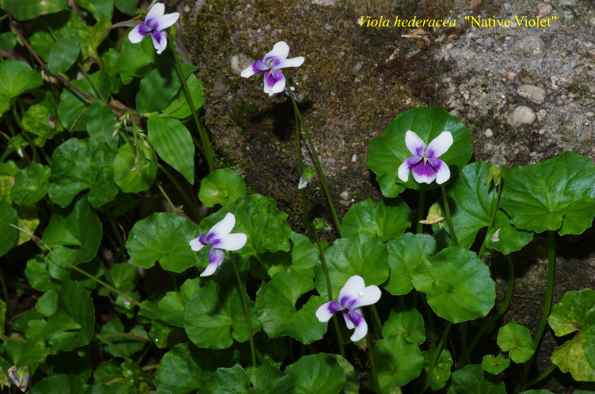 Viola Hederacea