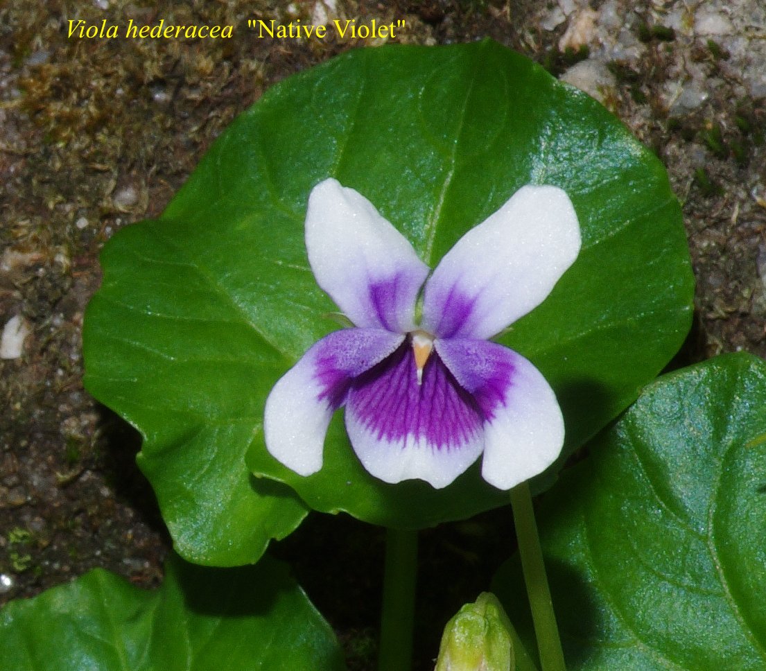 Viola Hederacea