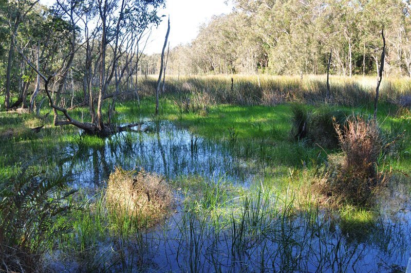 Wetland Area
