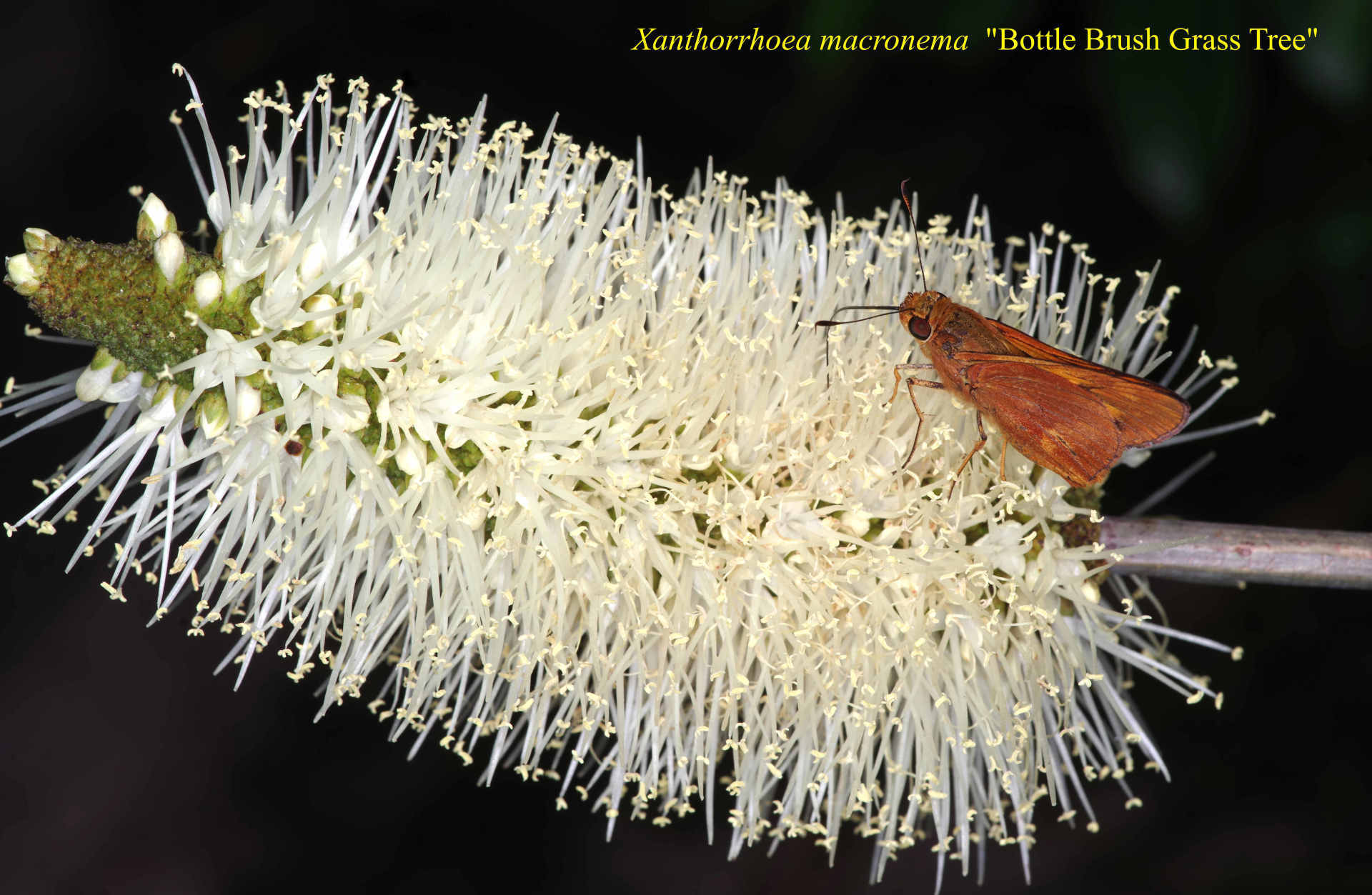 Xanthorrhea Macronema