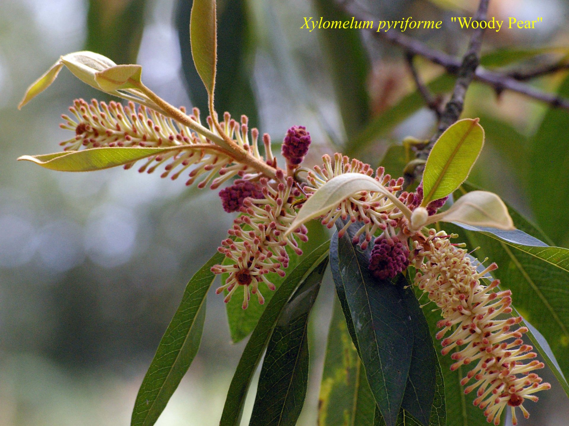 Xylomelum Pyriforme
