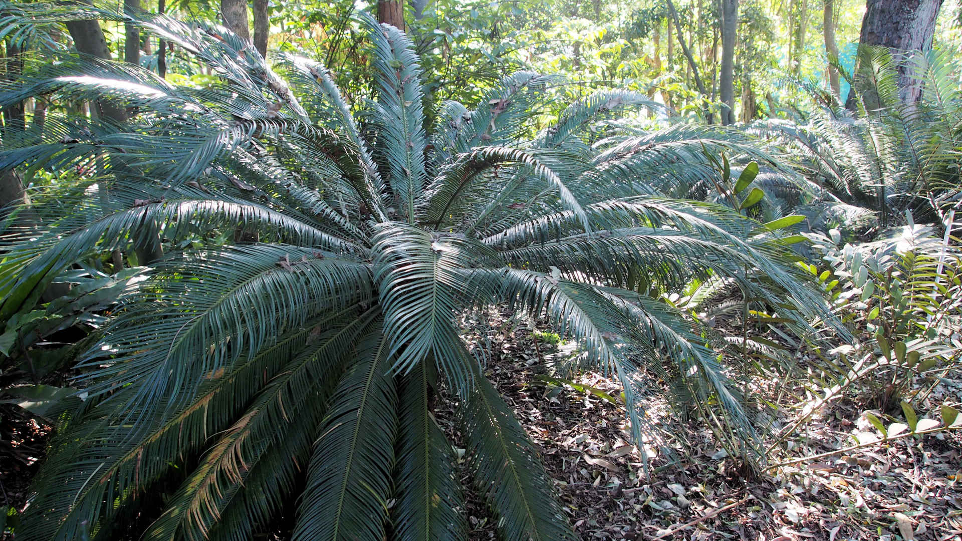 cycad garden