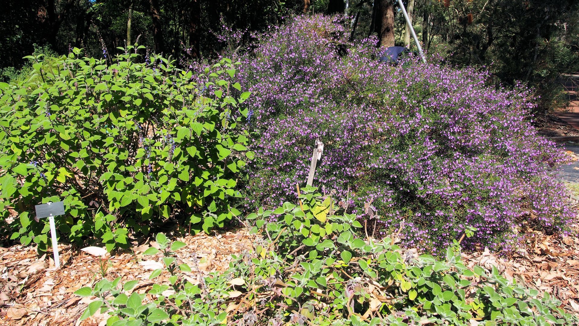 lamiaceae
