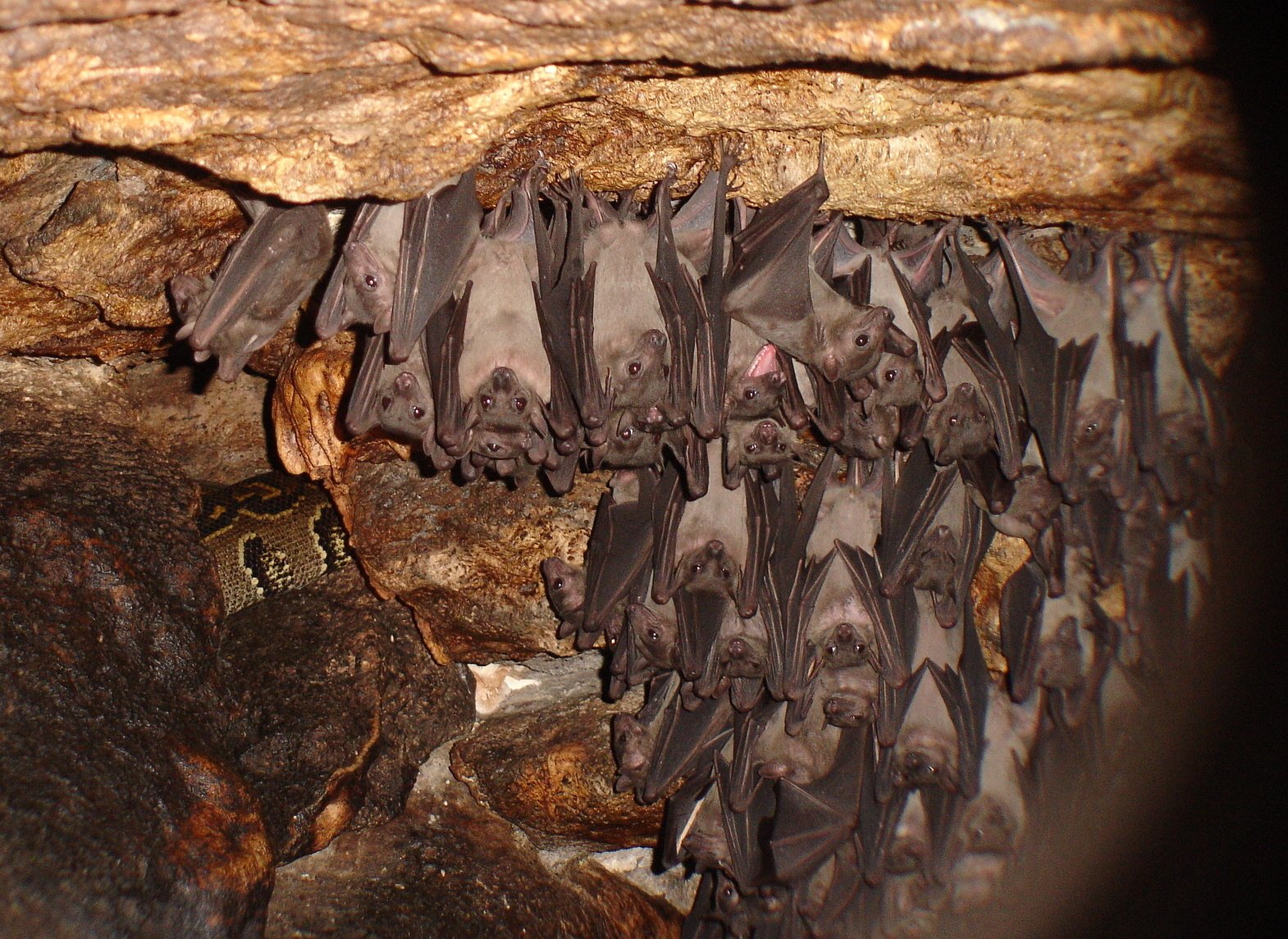 Bat Removal Uniontown, PA Vermin Control