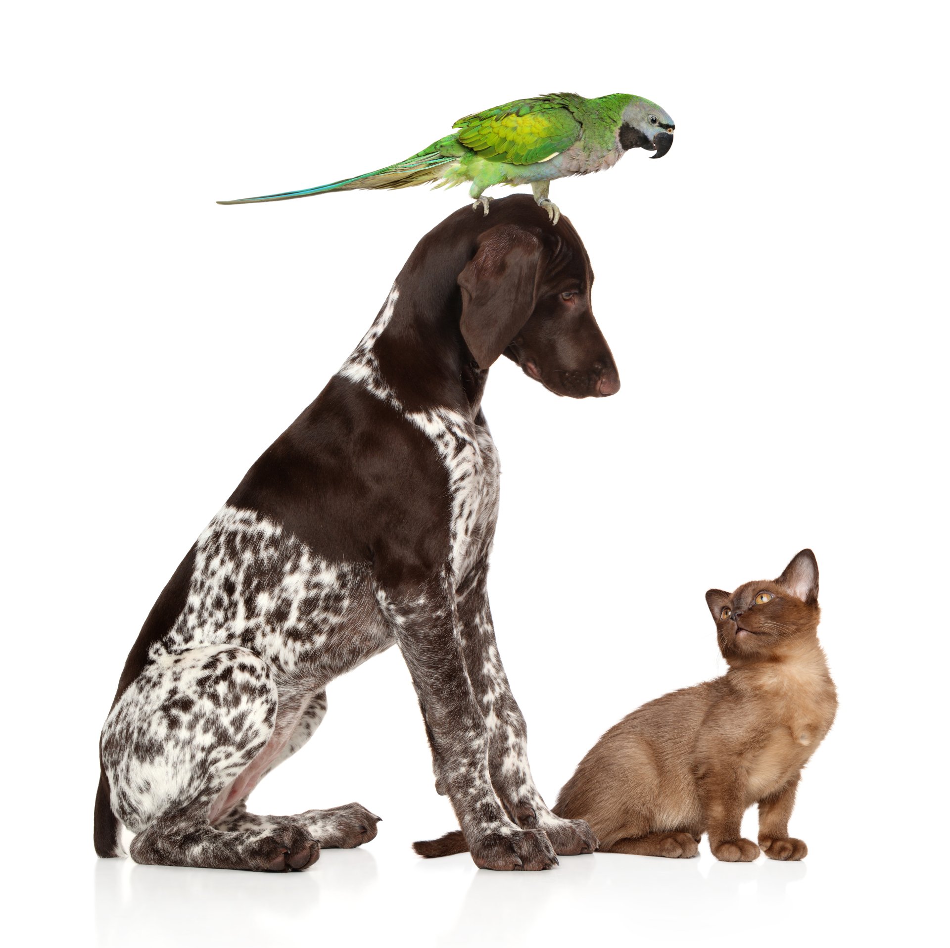 Pet Transport Service In Bedfont And Middlesex