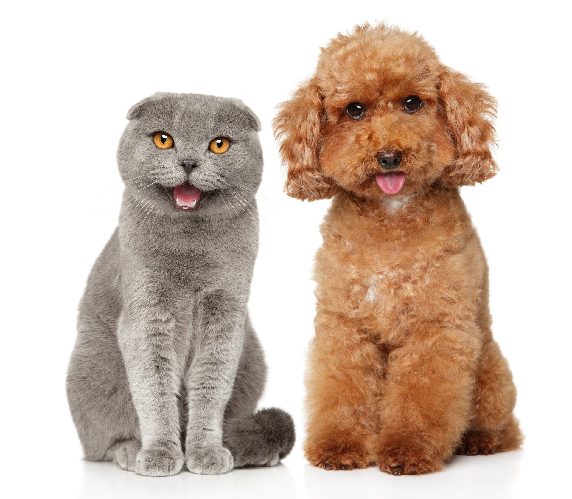 Pet transport service in Bedfont and Middlesex