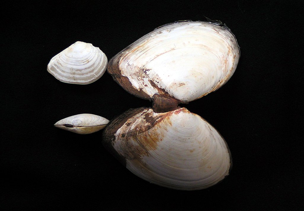 Macoma Shells xxDigging for Clams