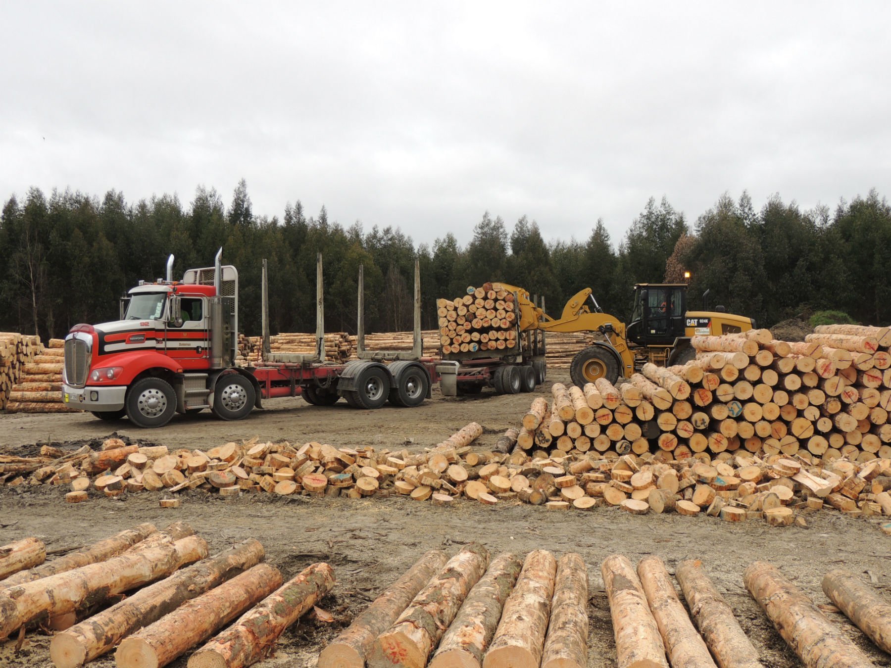 Roundwood poles and products North Island Roundwood New Zealand