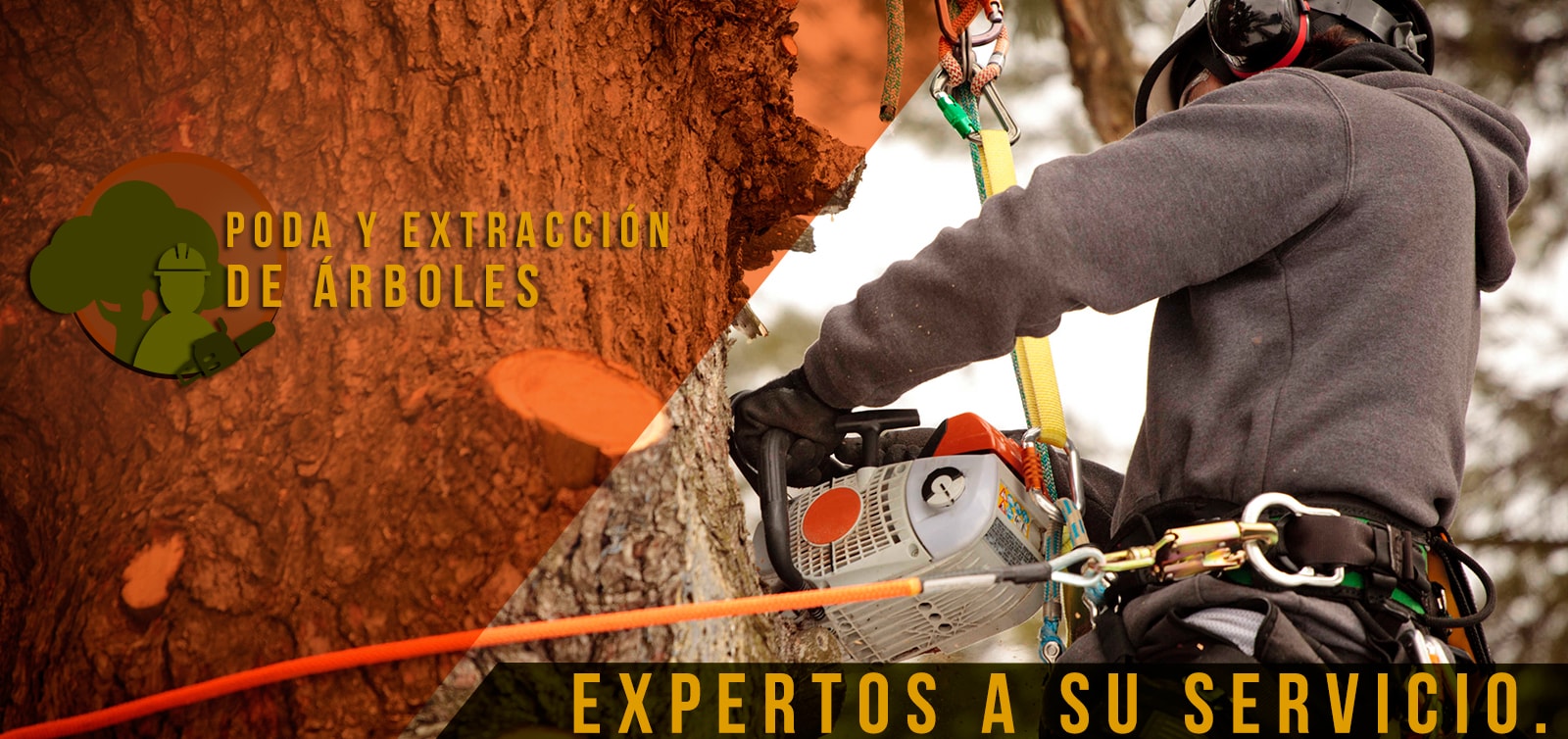 Extracción de árboles en Córdoba
