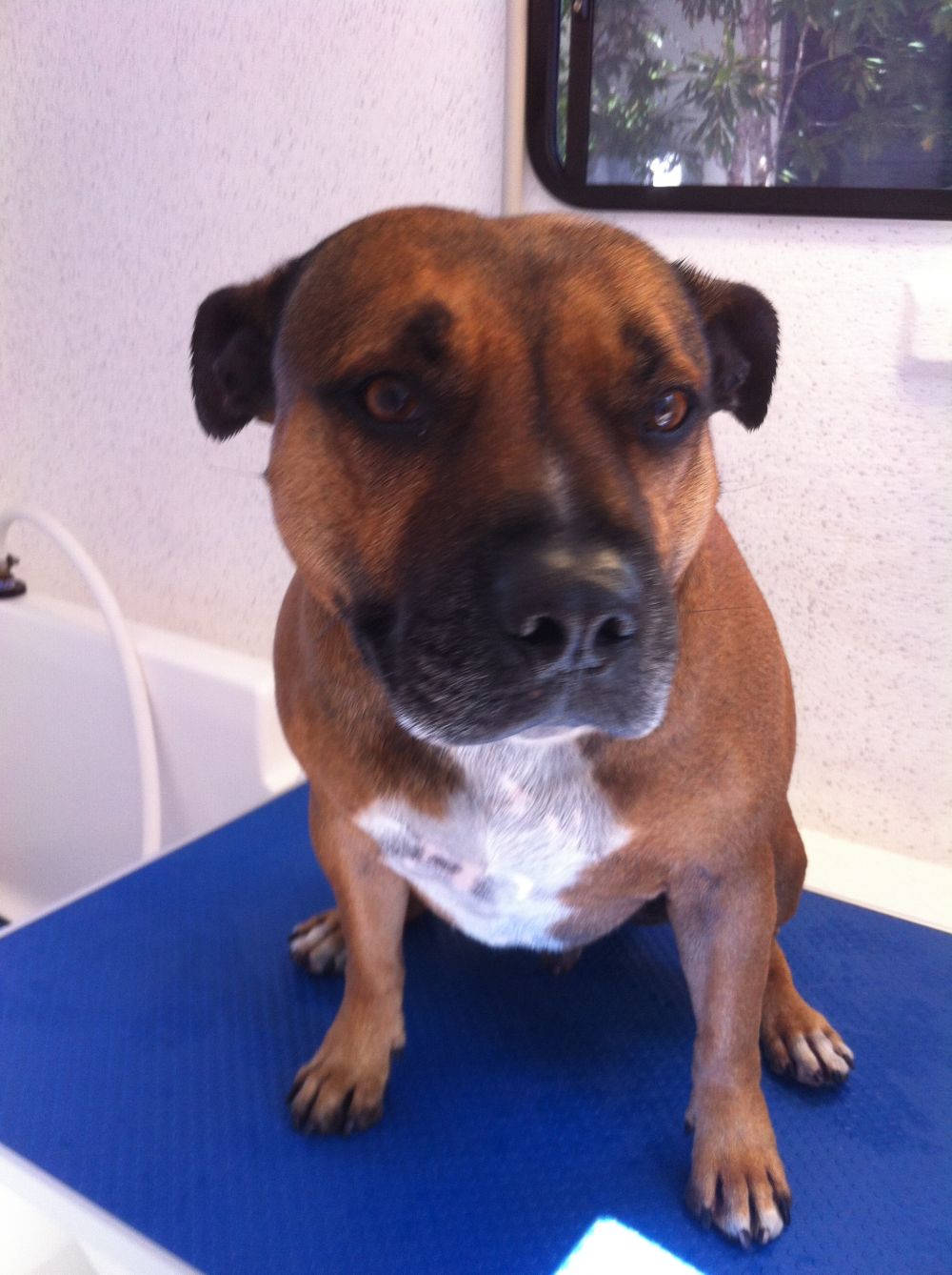 Pet Services 4 Paws Mobile Pet Parlour Pacific Pines pet-services-4-paws-mobile-pet-parlour-pacific-pines