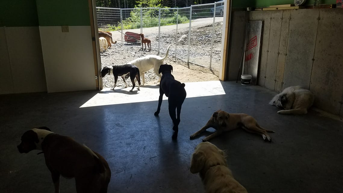 Off The Beaten Trail Dog Boarding Facility in Newark VT