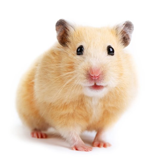 Pet Care Natick, MA Pet World