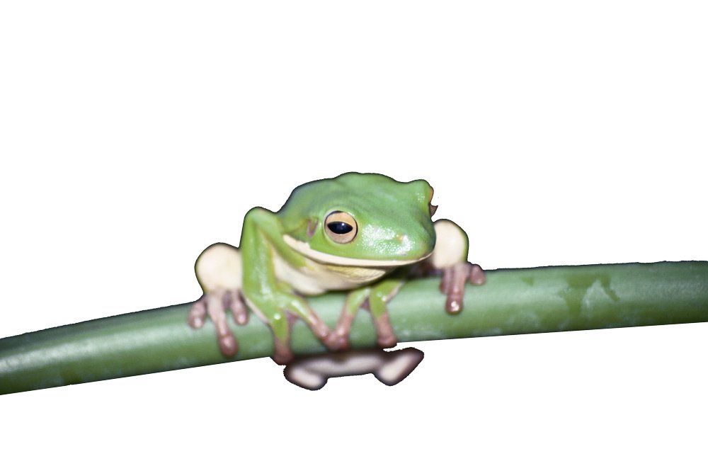 Pocket Pets Natick, MA Pet World