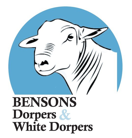 Benson White Dorpers