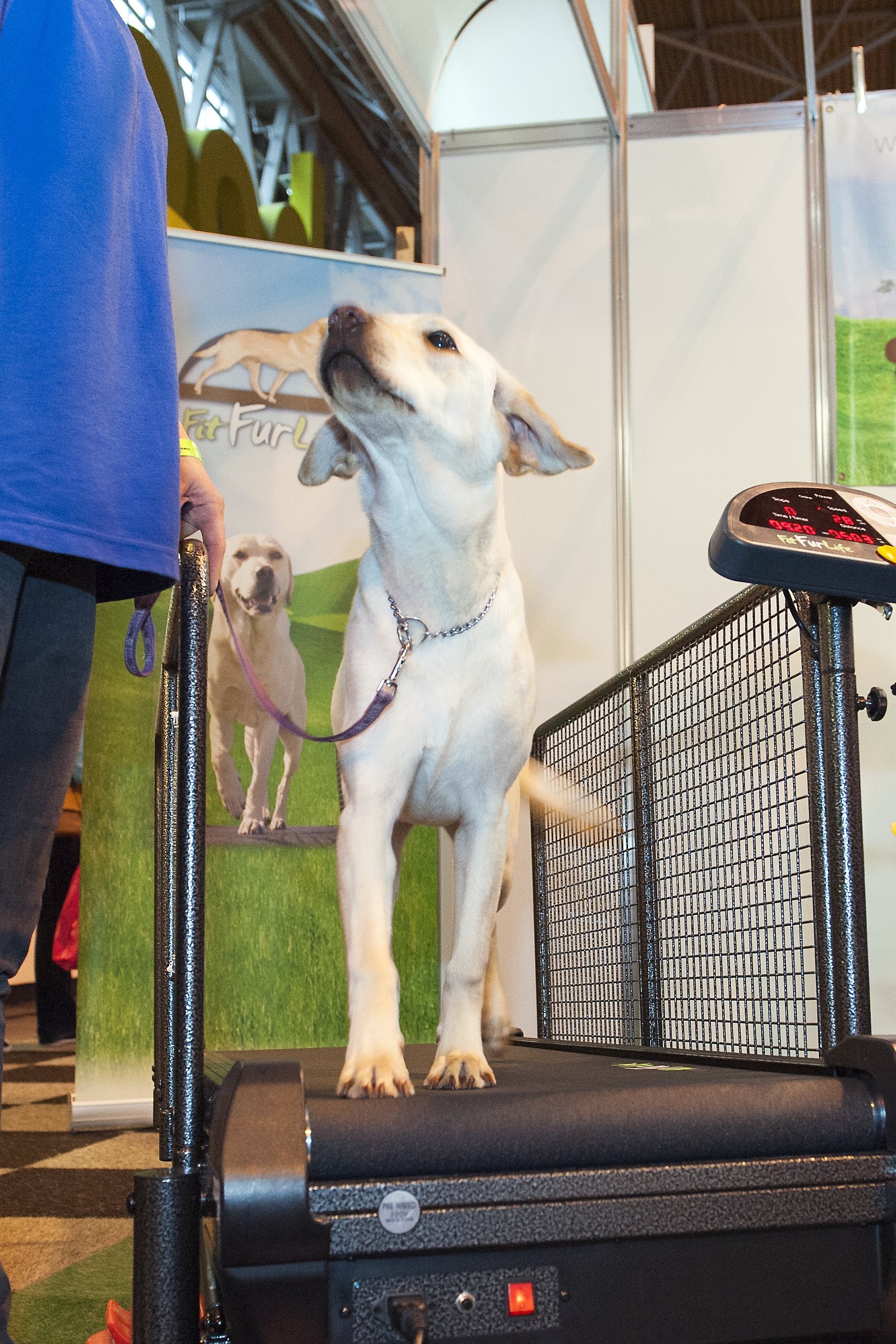 StateOfTheArt Dog Exercise Equipment