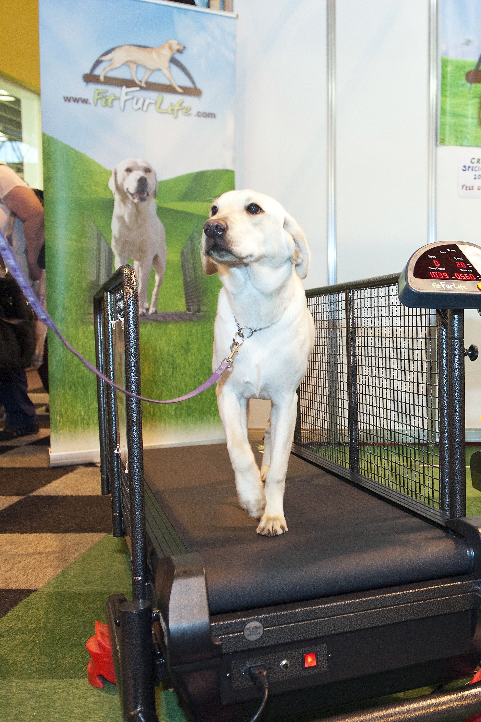 State-Of-The-Art Dog Exercise Equipment