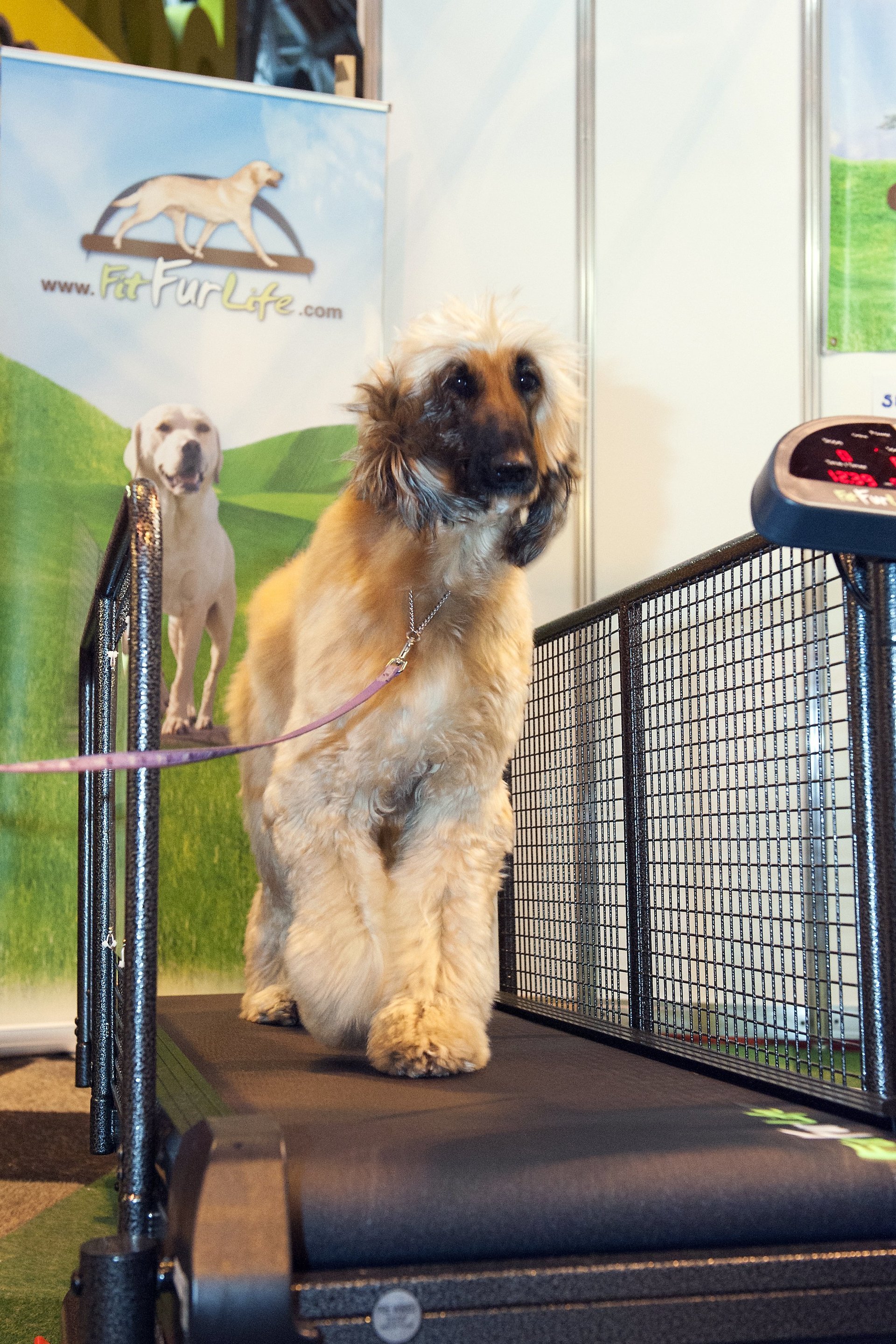State Of The Art Dog Exercise Equipment state-of-the-art-dog-exercise-equipment