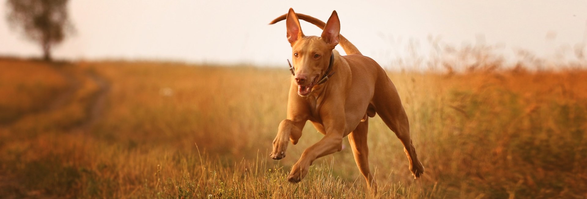 fit fur life treadmill for sale