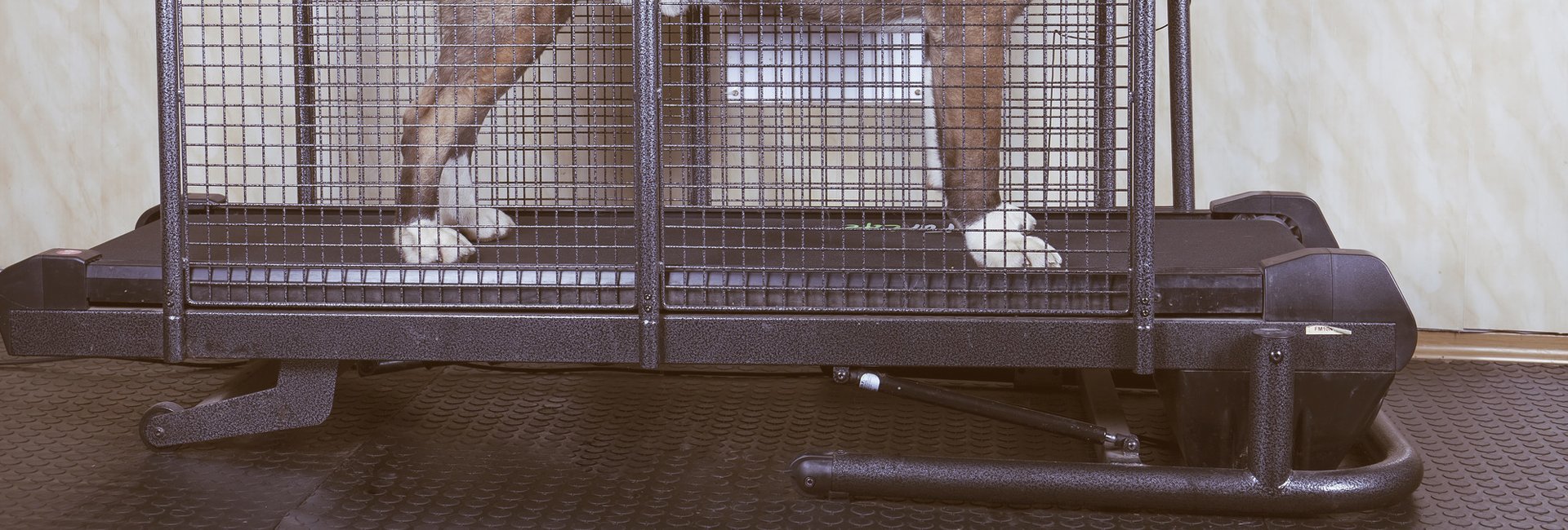 Fit Fur Life Innovative Treadmills For Dogs