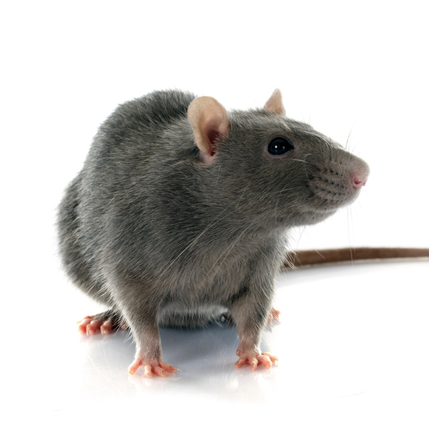 Rat Control Experts in Swindon South West Pest Control