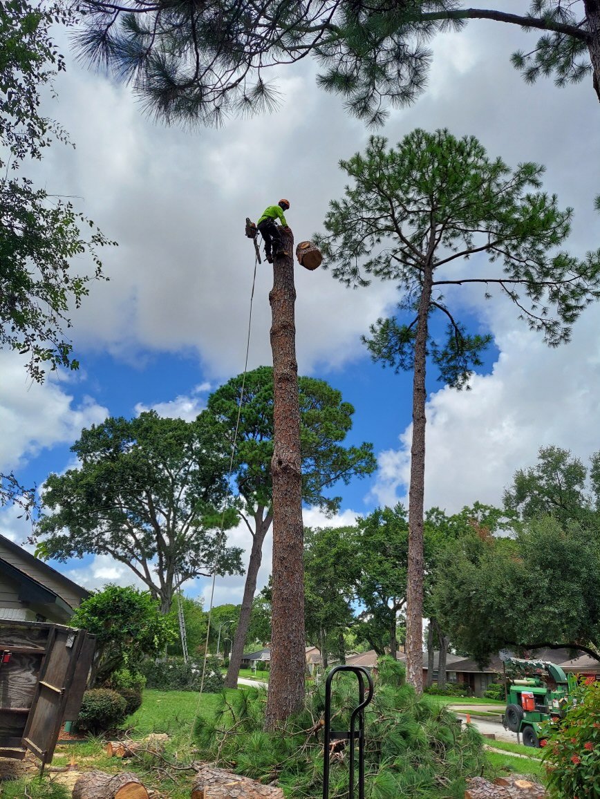 Jose Tree Services Houston, TX Services