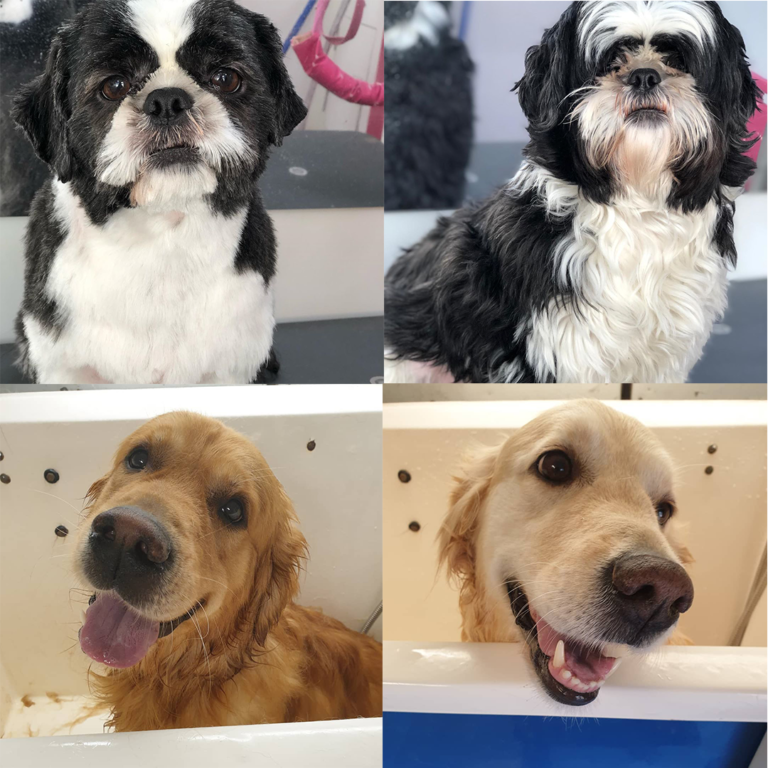 Mobile Grooming Las Vegas Straight To Your Door.