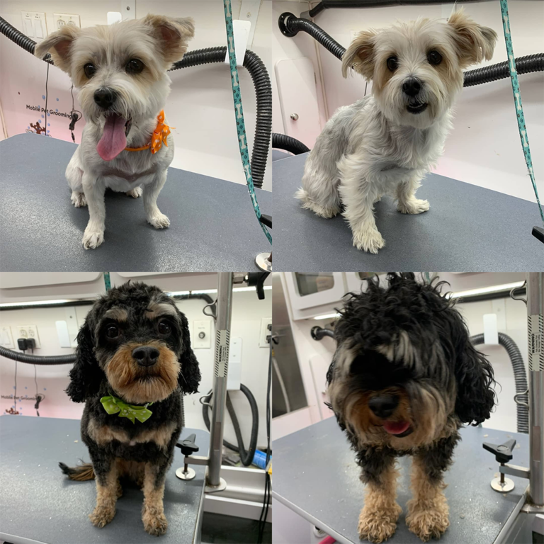 Mobile Grooming Las Vegas Straight To Your Door.